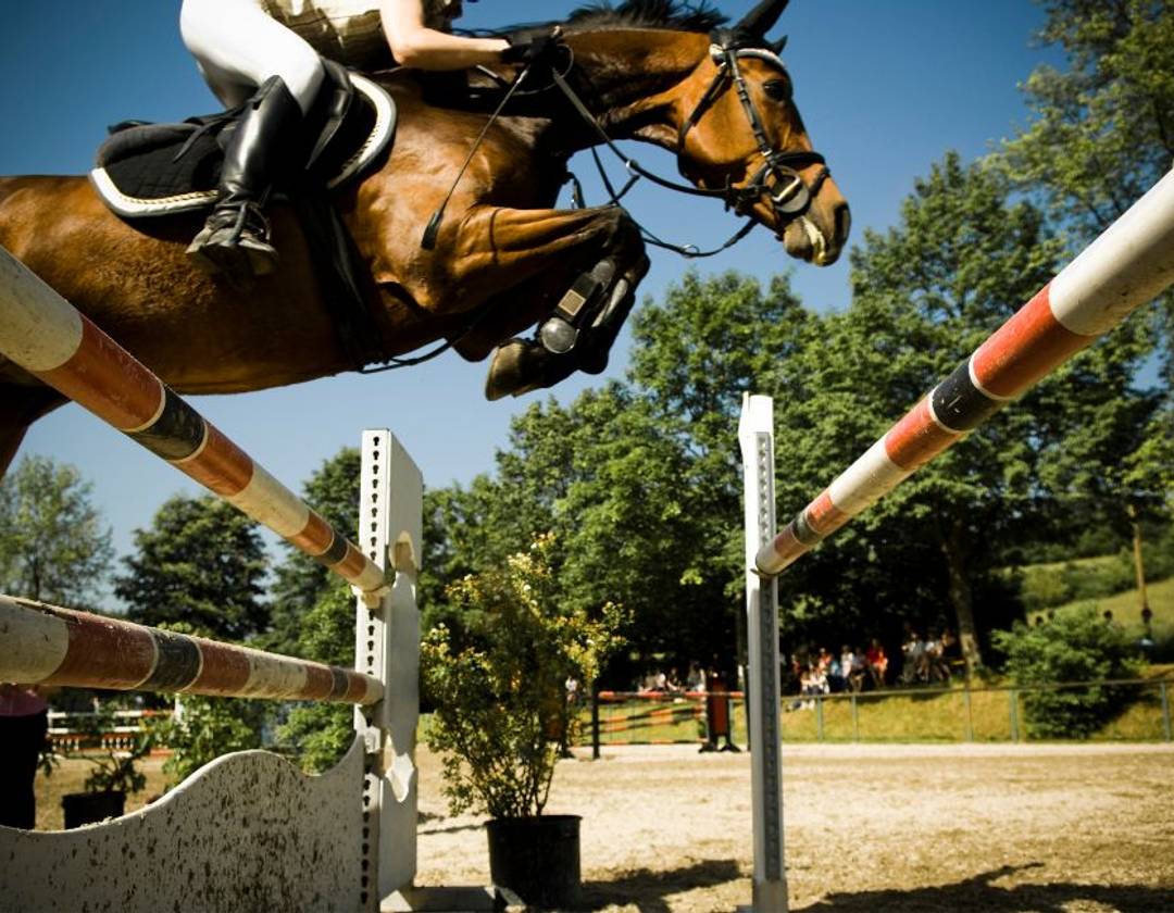 Image of a majestic KWPN horse in a showjumping competition