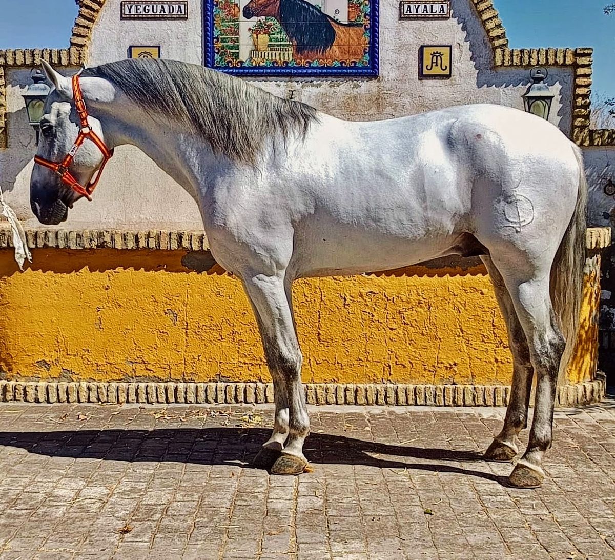 White Dreamboy - Pura Raza Española en venta | PaardPlaats