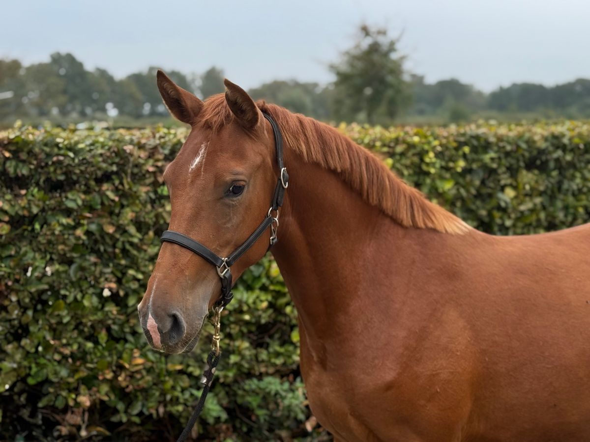 Pony Te Koop PaardPlaats