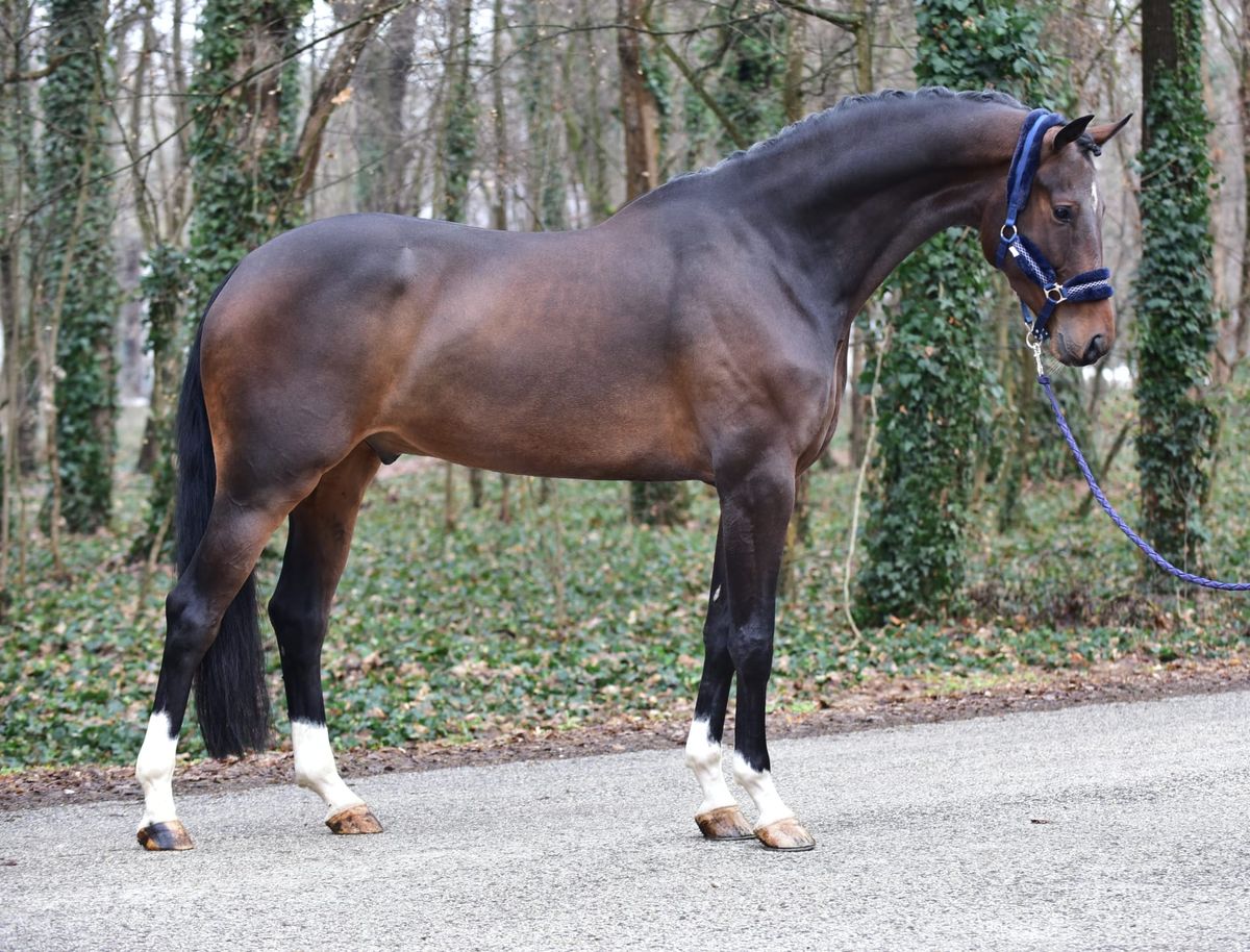 Springpaard te Koop | PaardPlaats