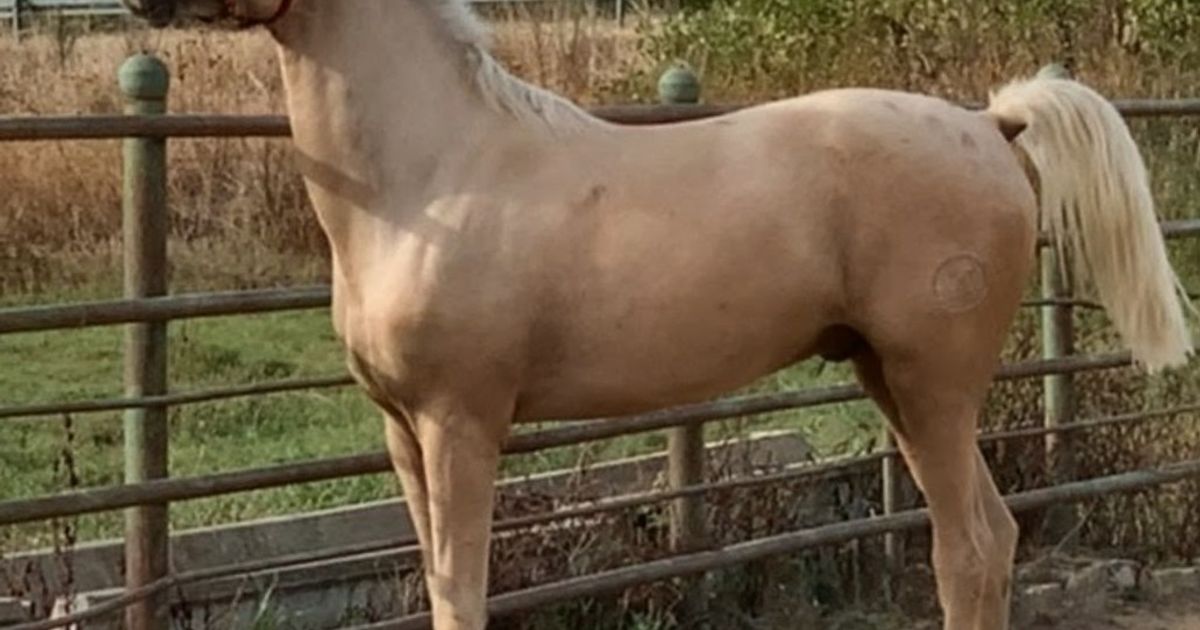 Goldi - Hispano Arabier te koop | PaardPlaats