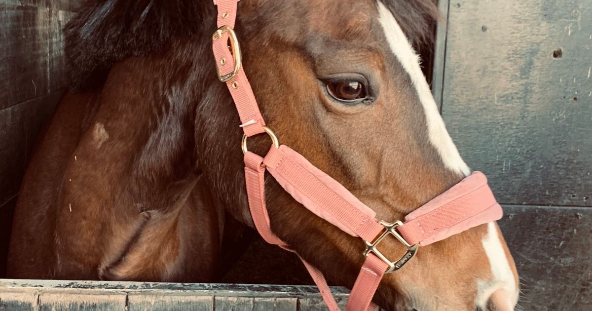 Dutch Riding Pony Candice - NRPS Dutch Riding Horse & Pony for sale | PaardPlaats