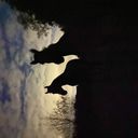 Serena - Profile Picture