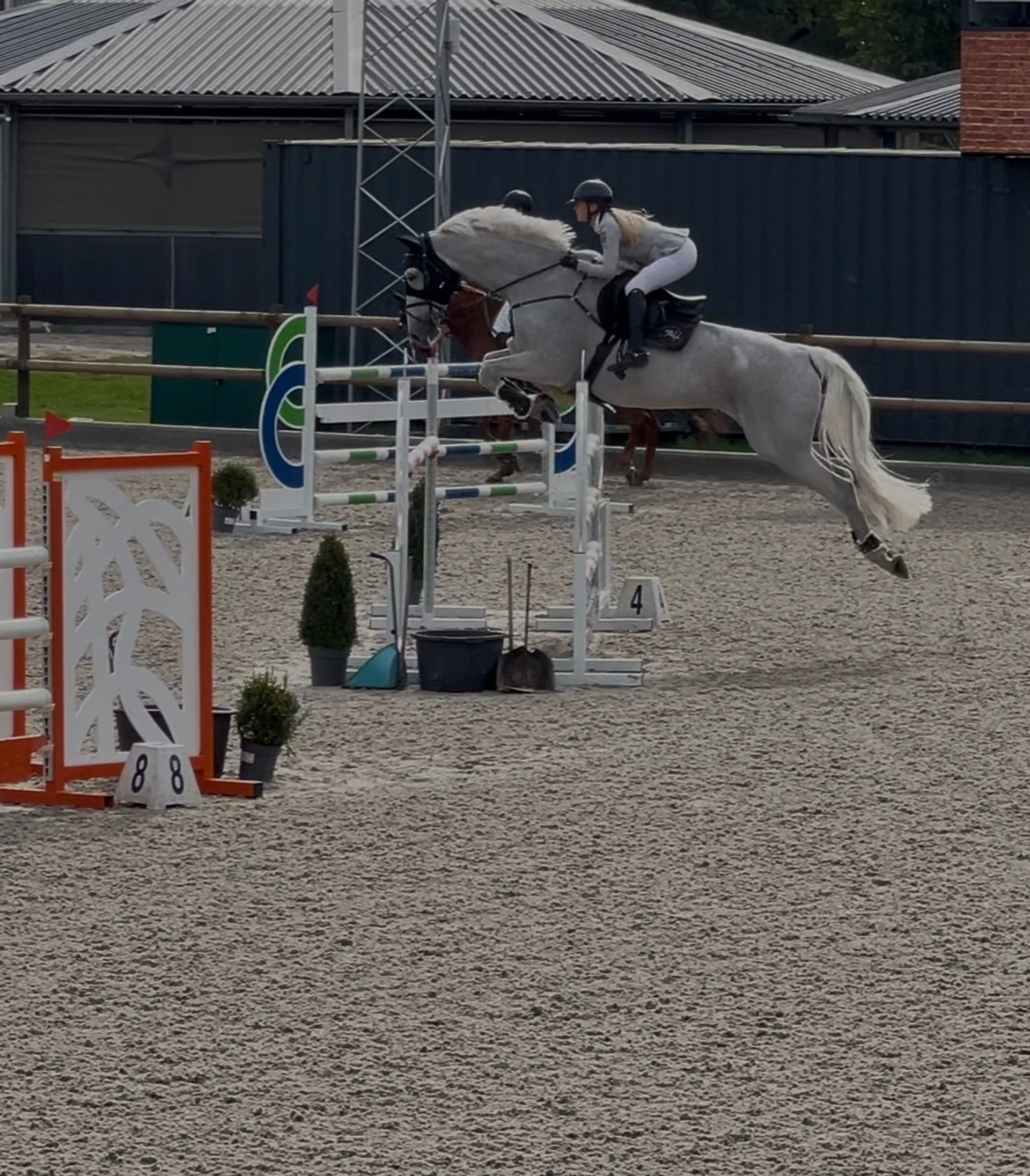 Springpaard te Koop | PaardPlaats