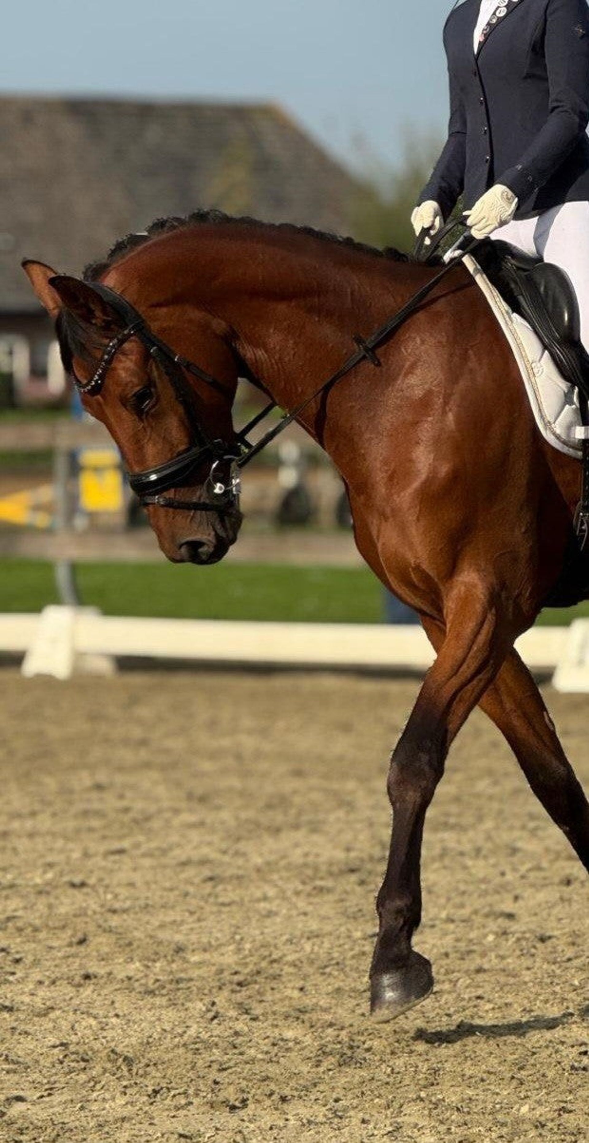 Springpaard te Koop | PaardPlaats