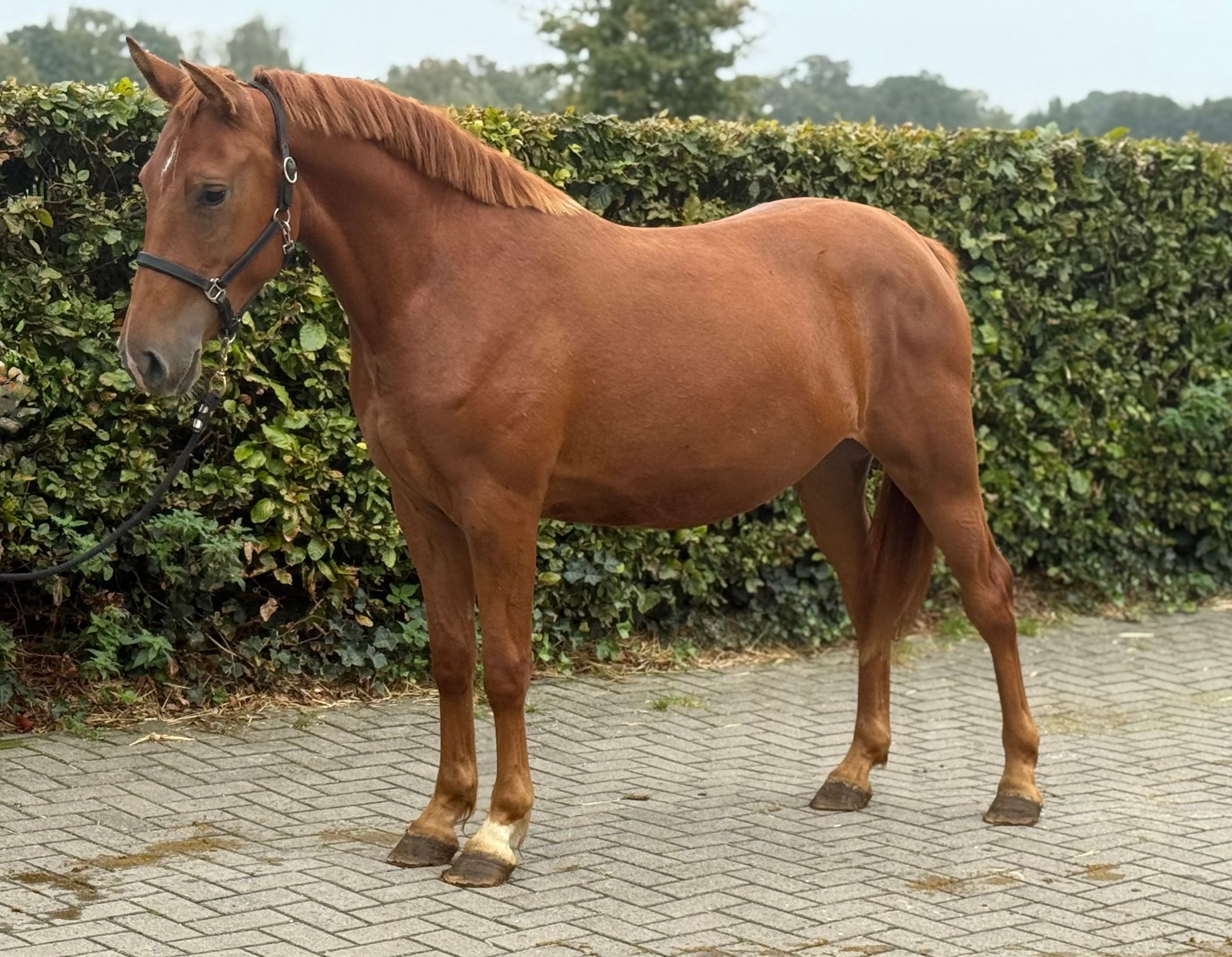 Pony Te Koop PaardPlaats