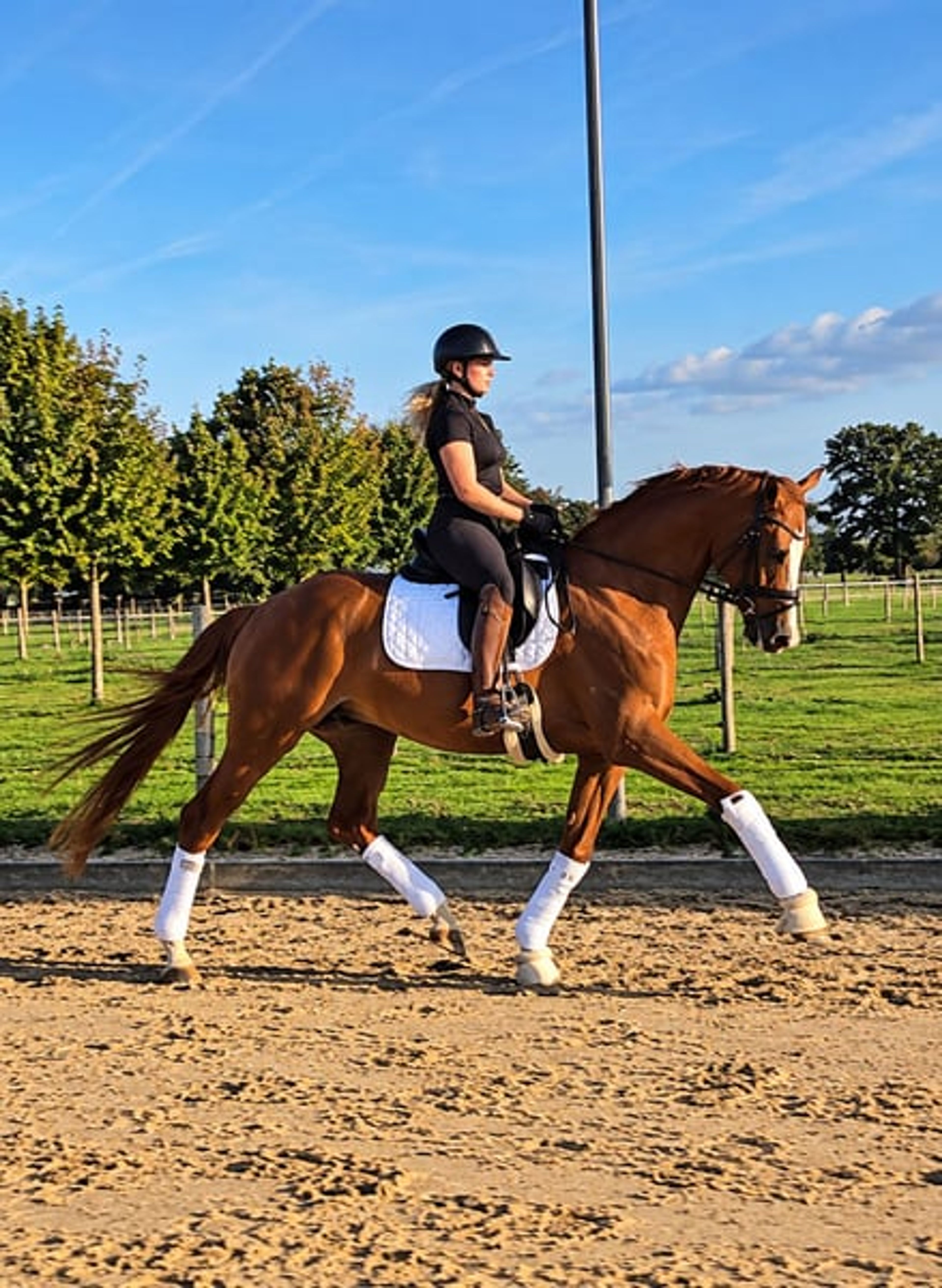 Incredibly handsome, brave gelding with a heart of gold. - Image 1