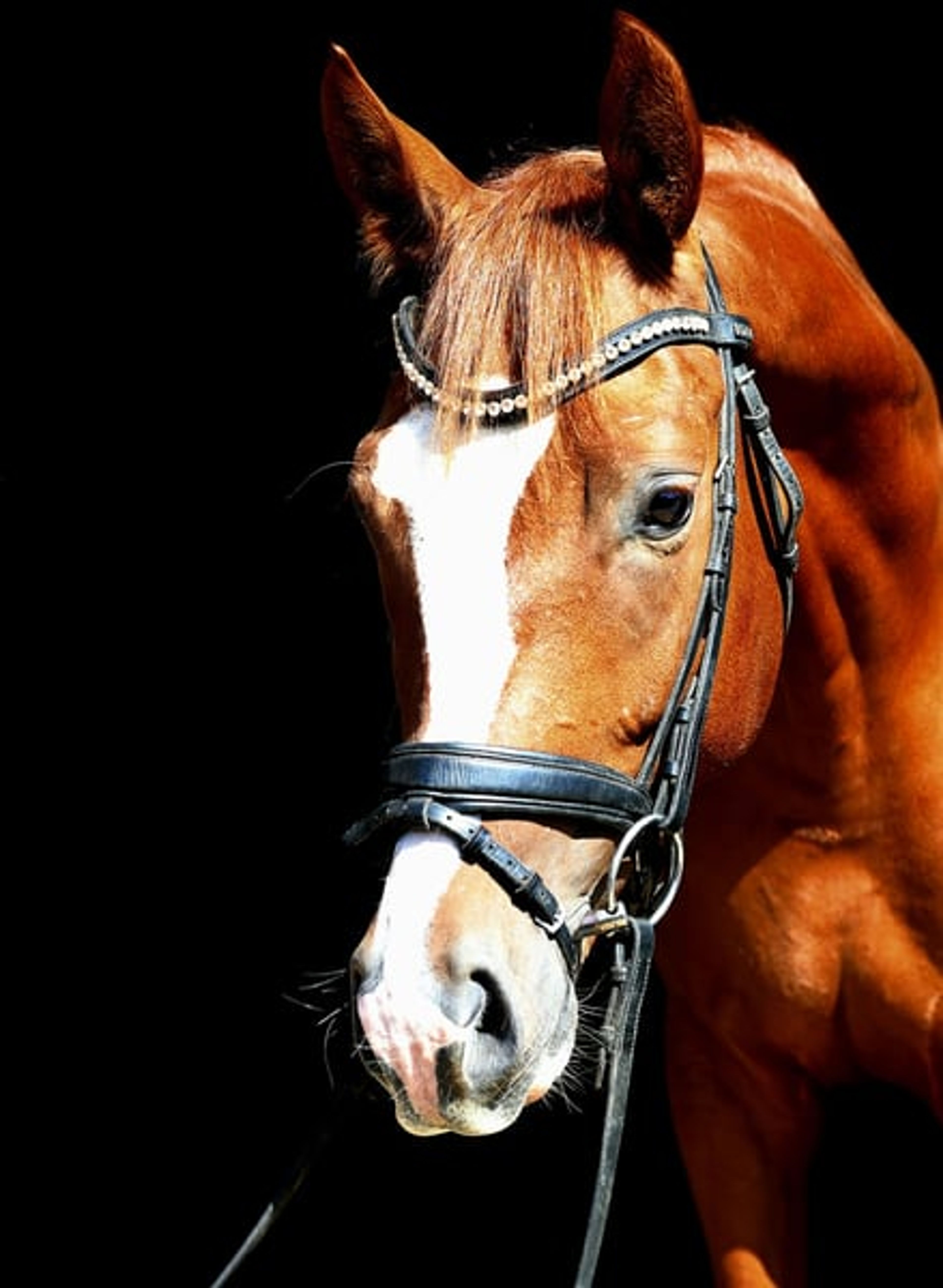 Incredibly handsome, brave gelding with a heart of gold. - Image 2