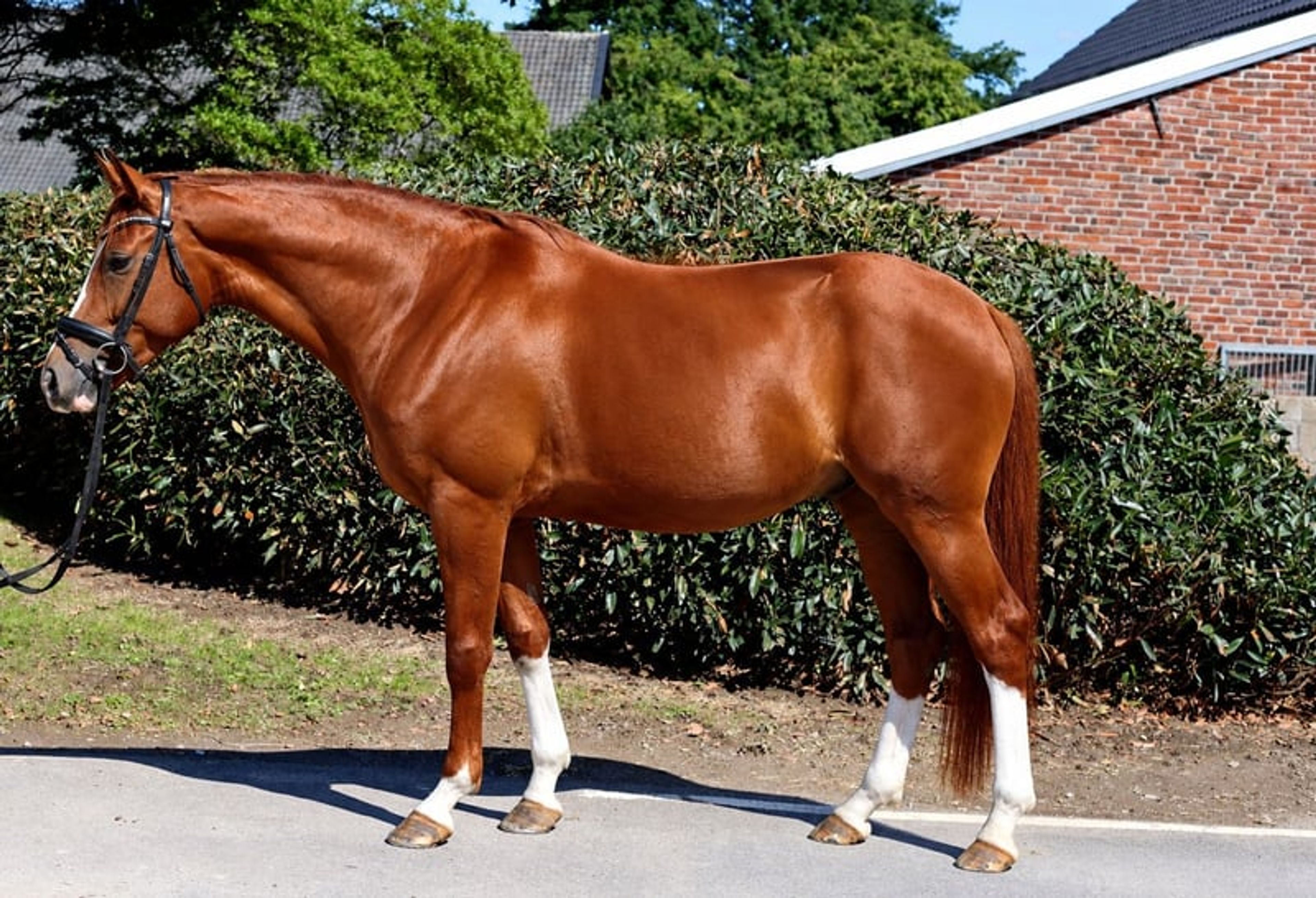 Incredibly handsome, brave gelding with a heart of gold. - Image 3