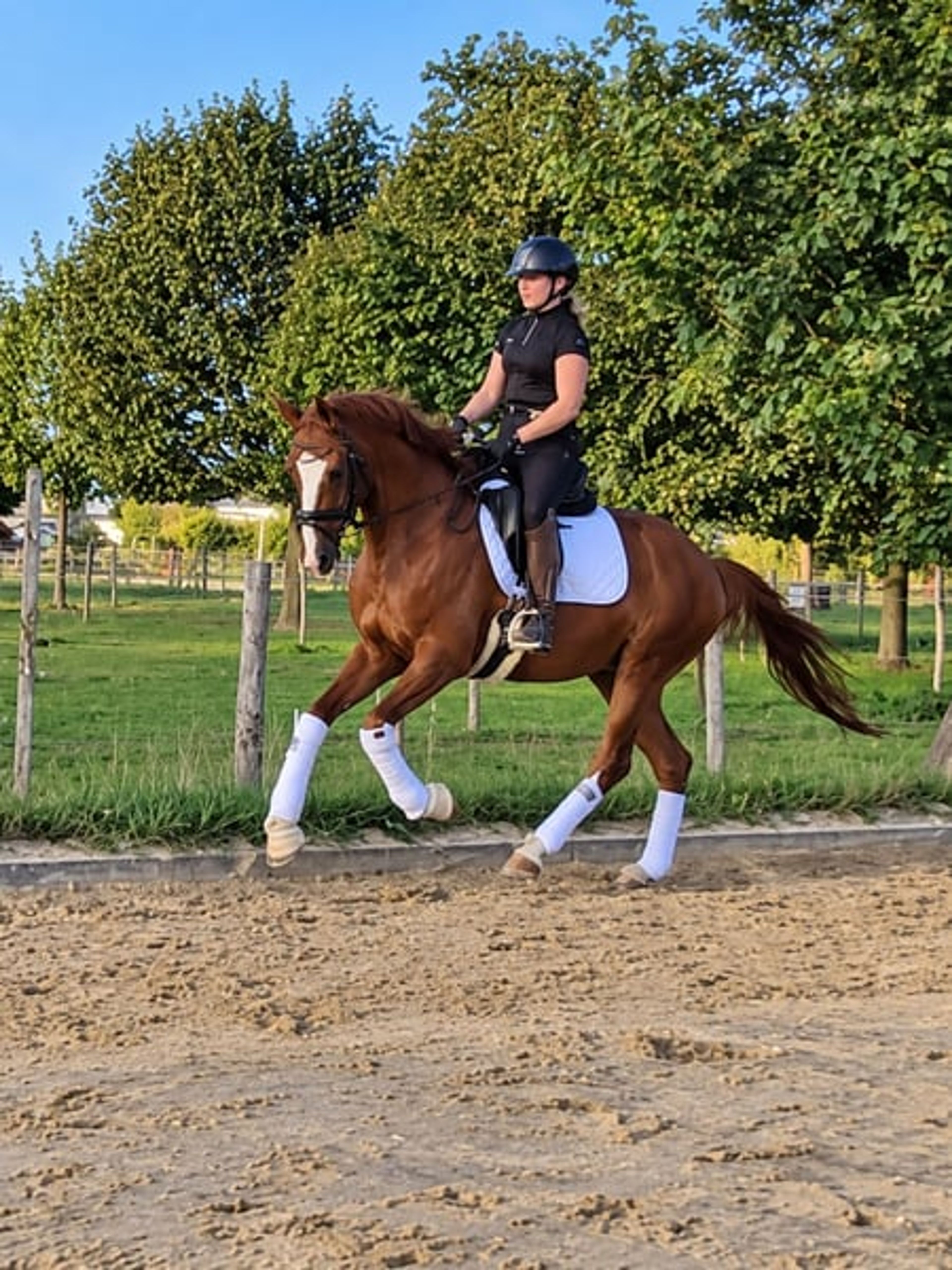 Incredibly handsome, brave gelding with a heart of gold. - Image 4