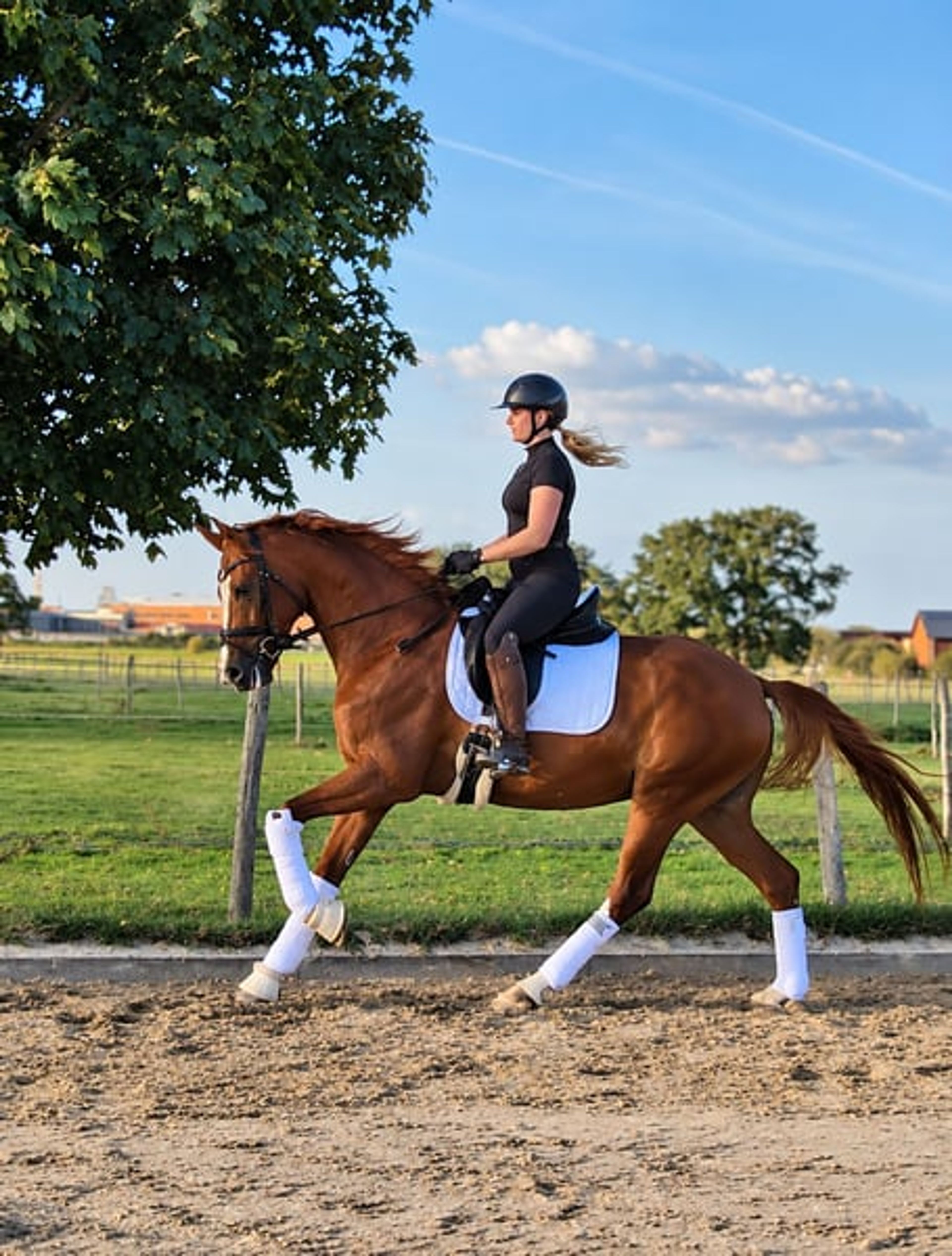 Incredibly handsome, brave gelding with a heart of gold. - Image 6