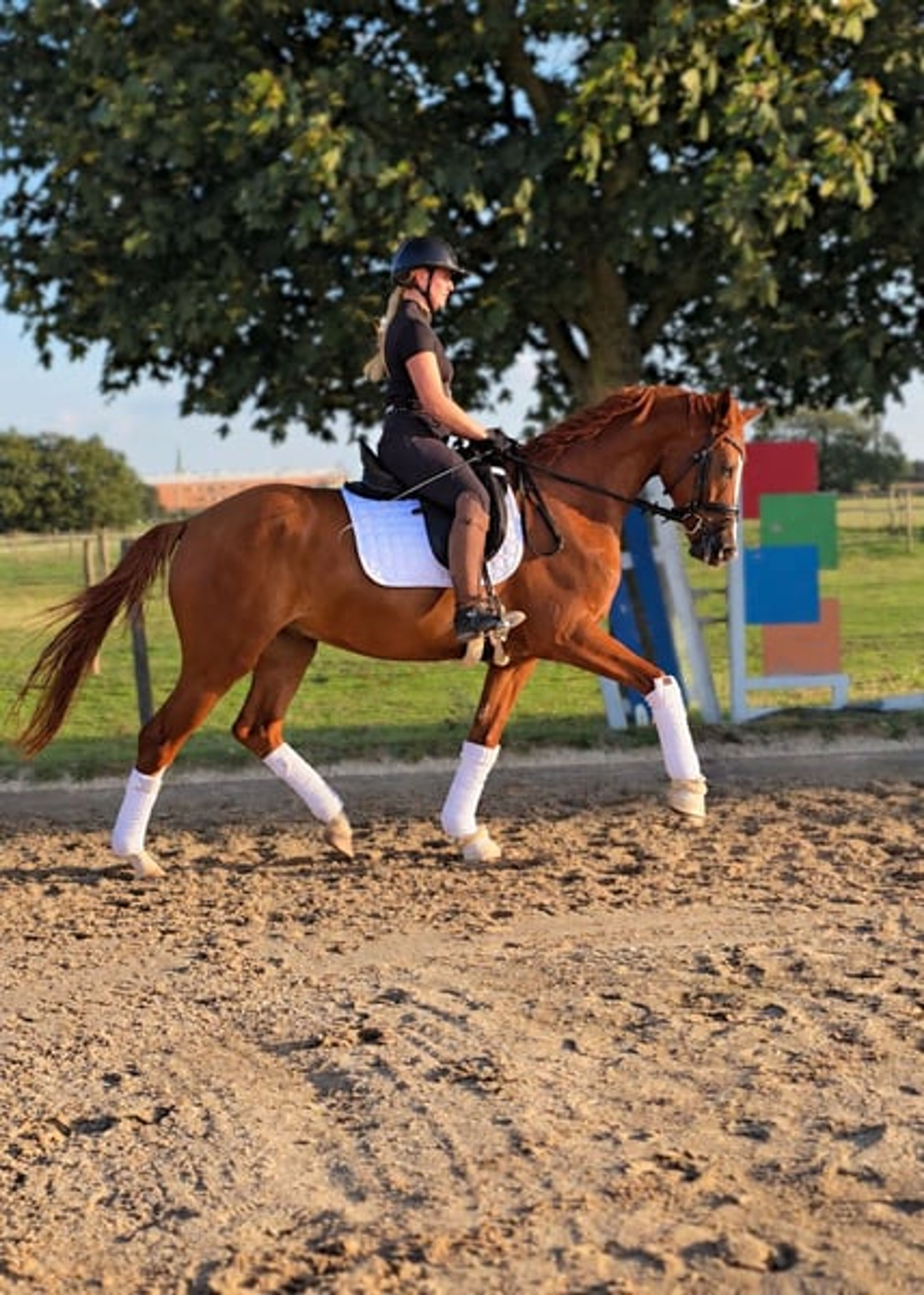 Incredibly handsome, brave gelding with a heart of gold. - Image 7