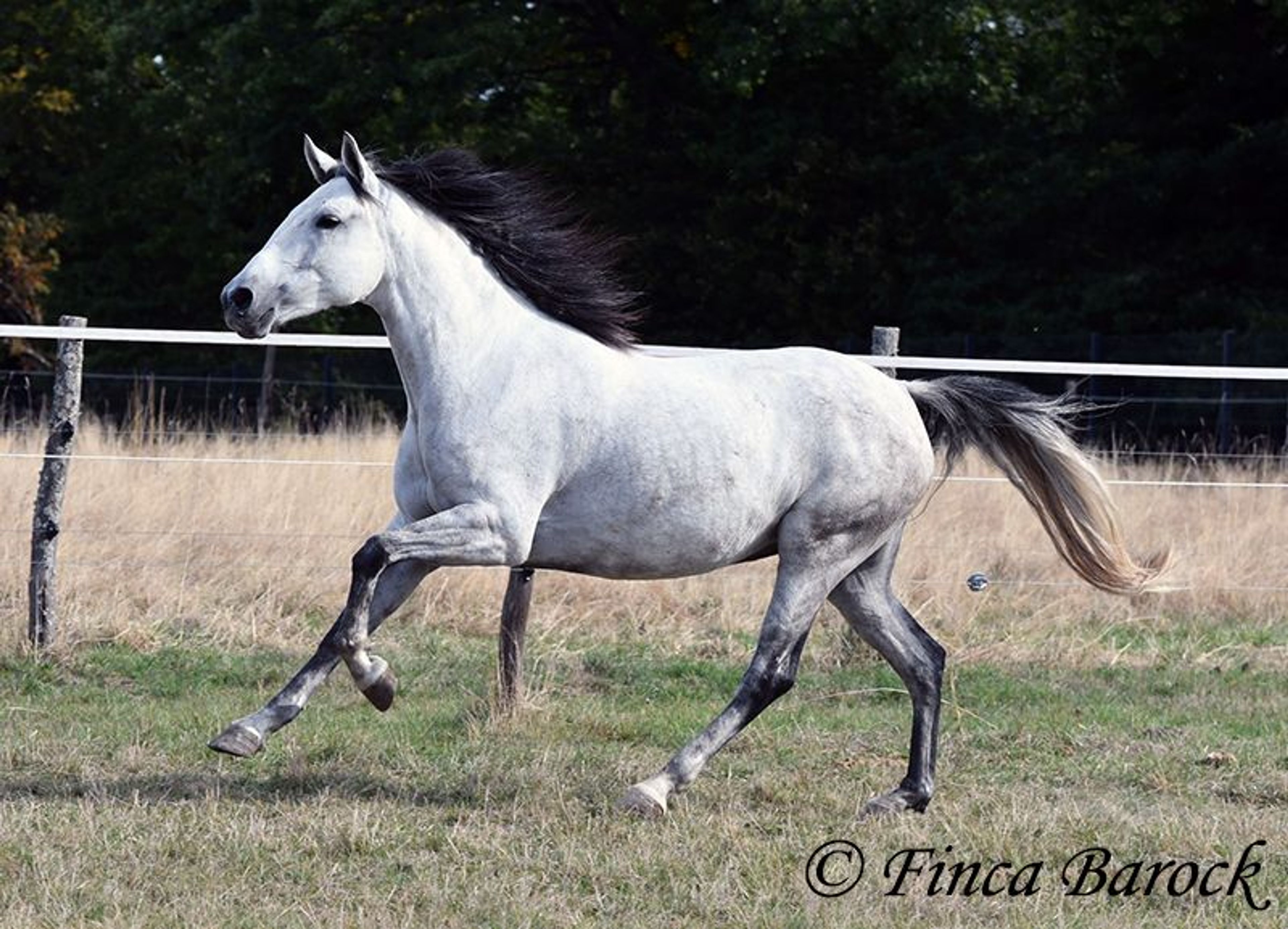 Trail-experienced Andalusian mare with comfortable gaits.