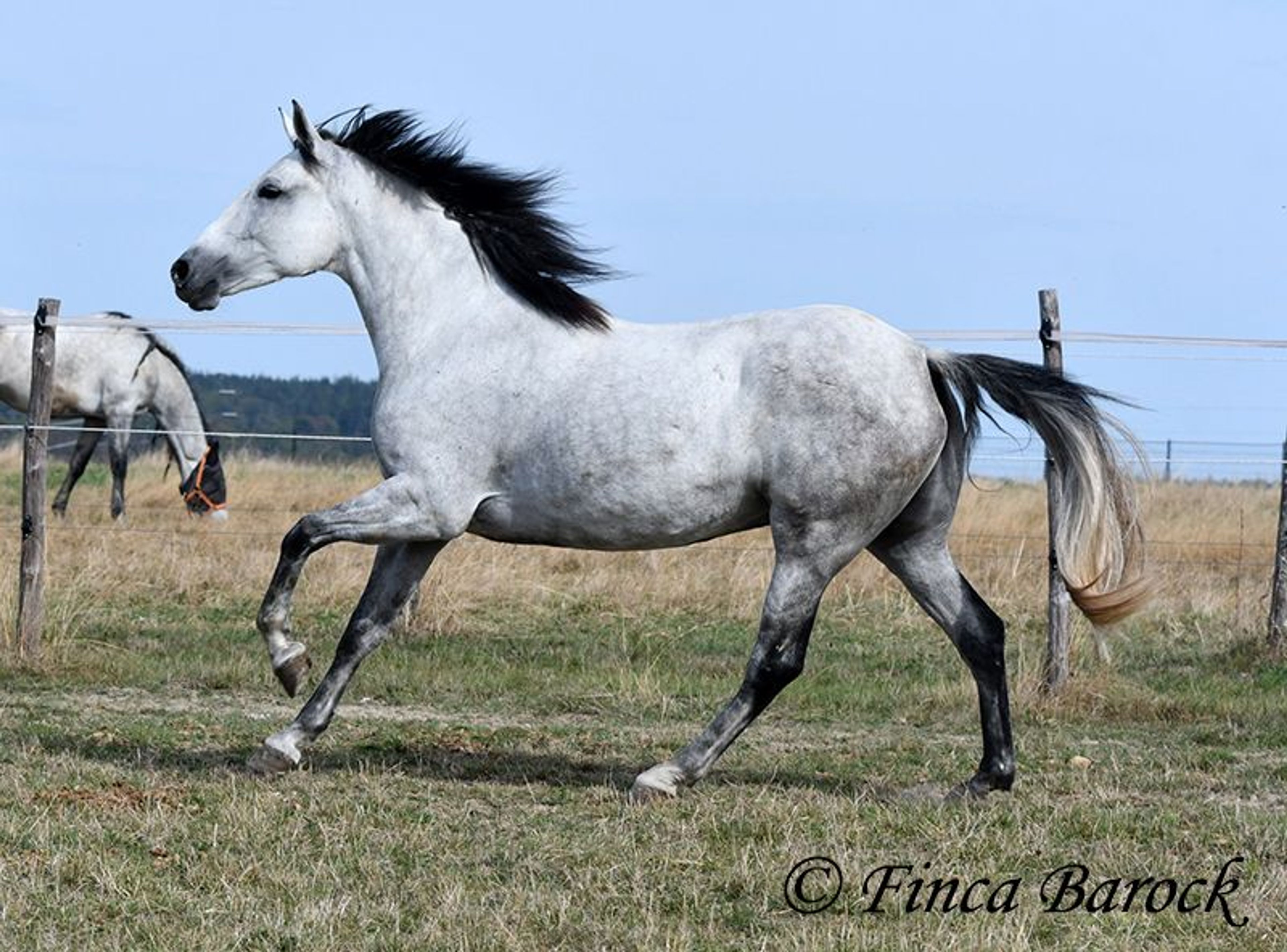 Trail-experienced Andalusian mare with comfortable gaits. - Image 2