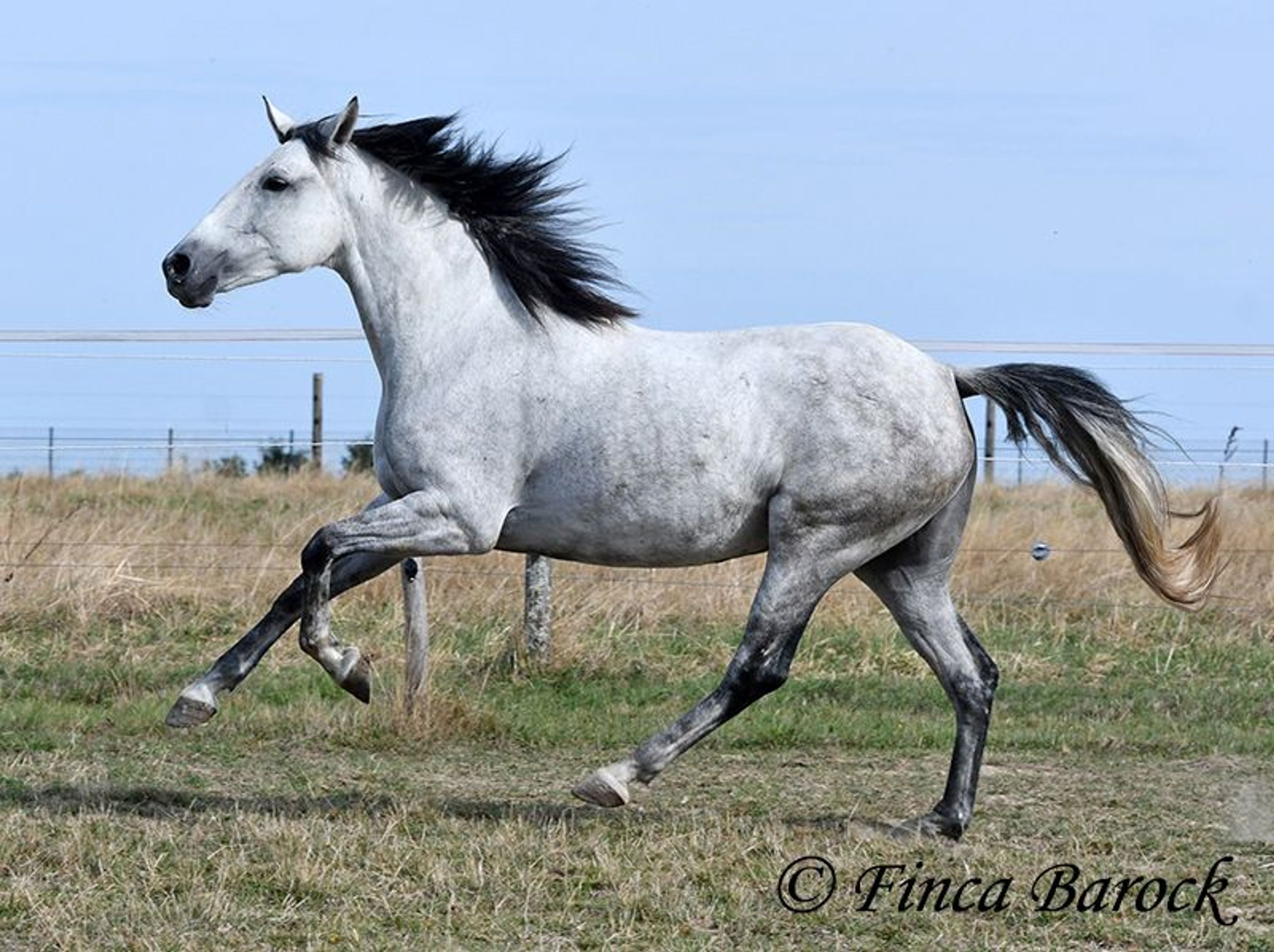 Trail-experienced Andalusian mare with comfortable gaits. - Image 3