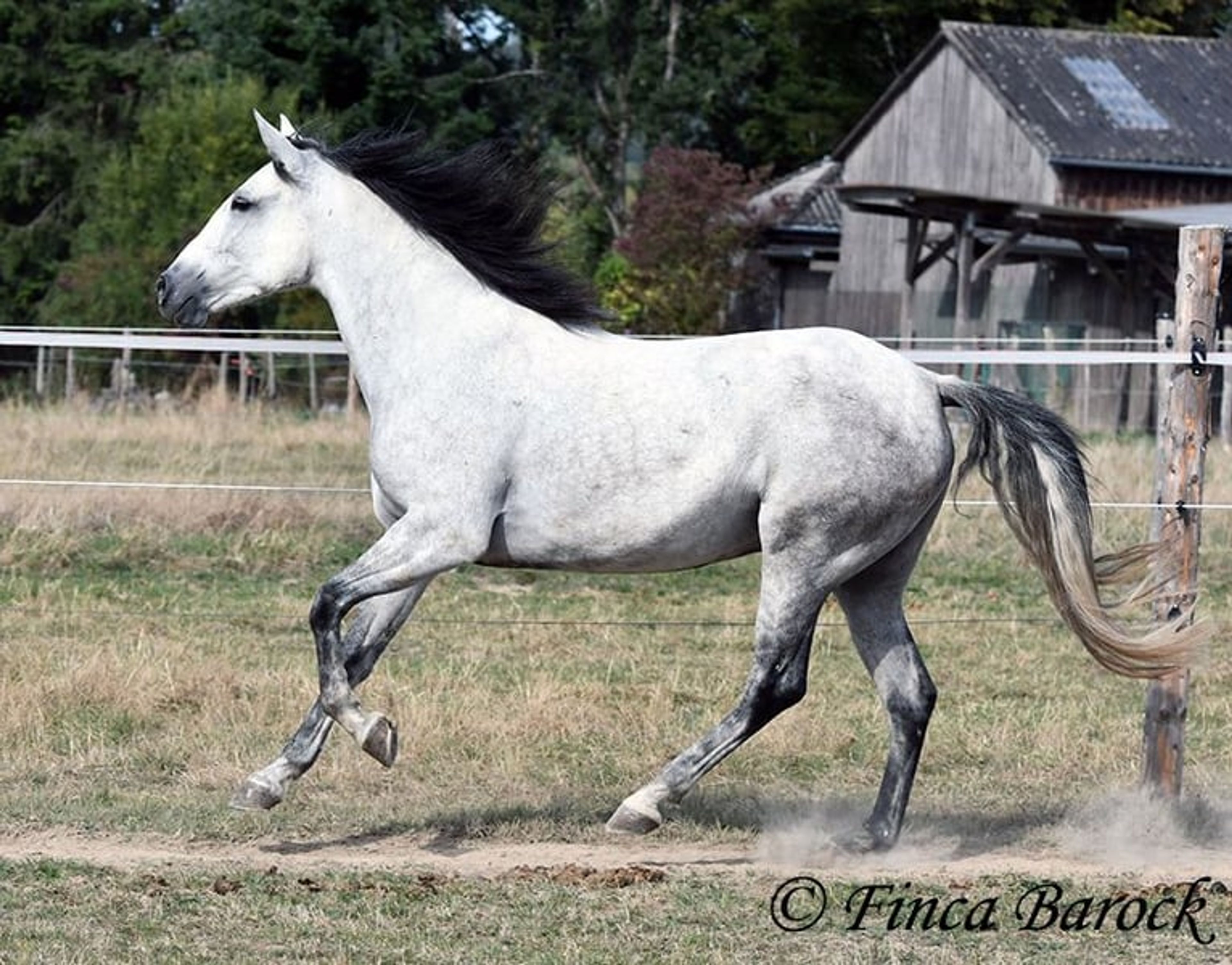 Trail-experienced Andalusian mare with comfortable gaits. - Image 4