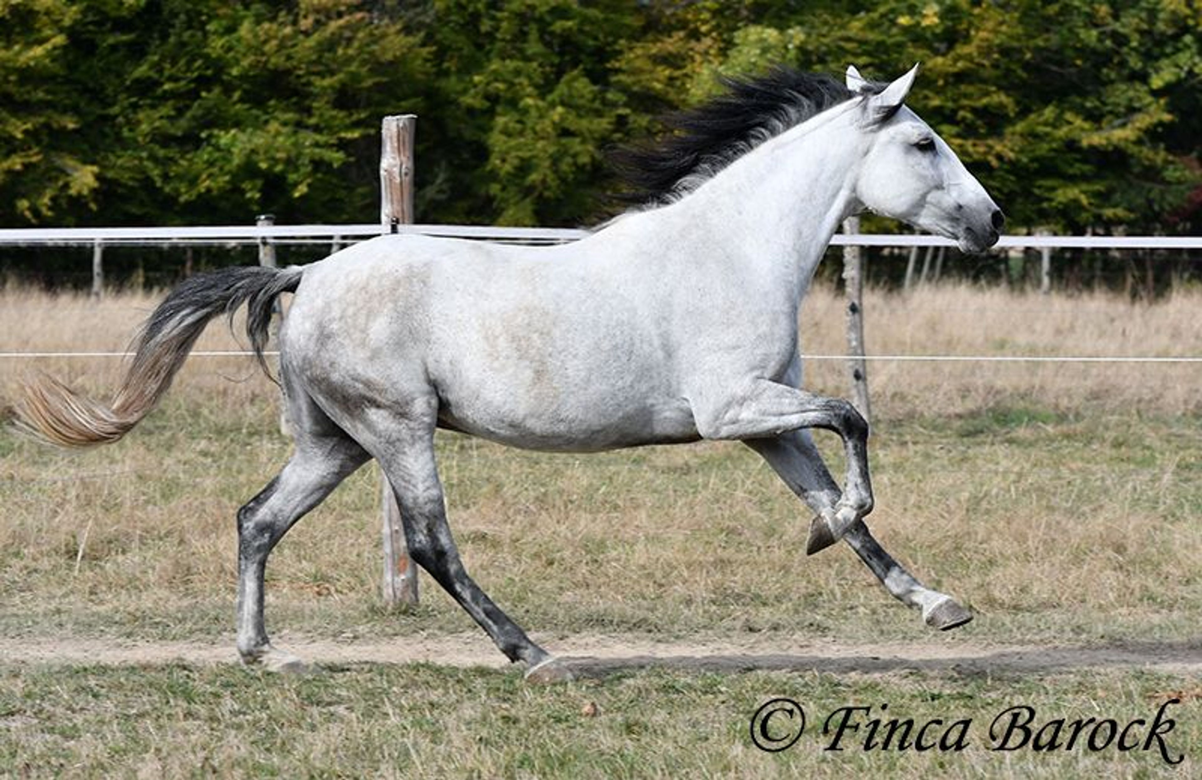 Trail-experienced Andalusian mare with comfortable gaits. - Image 5