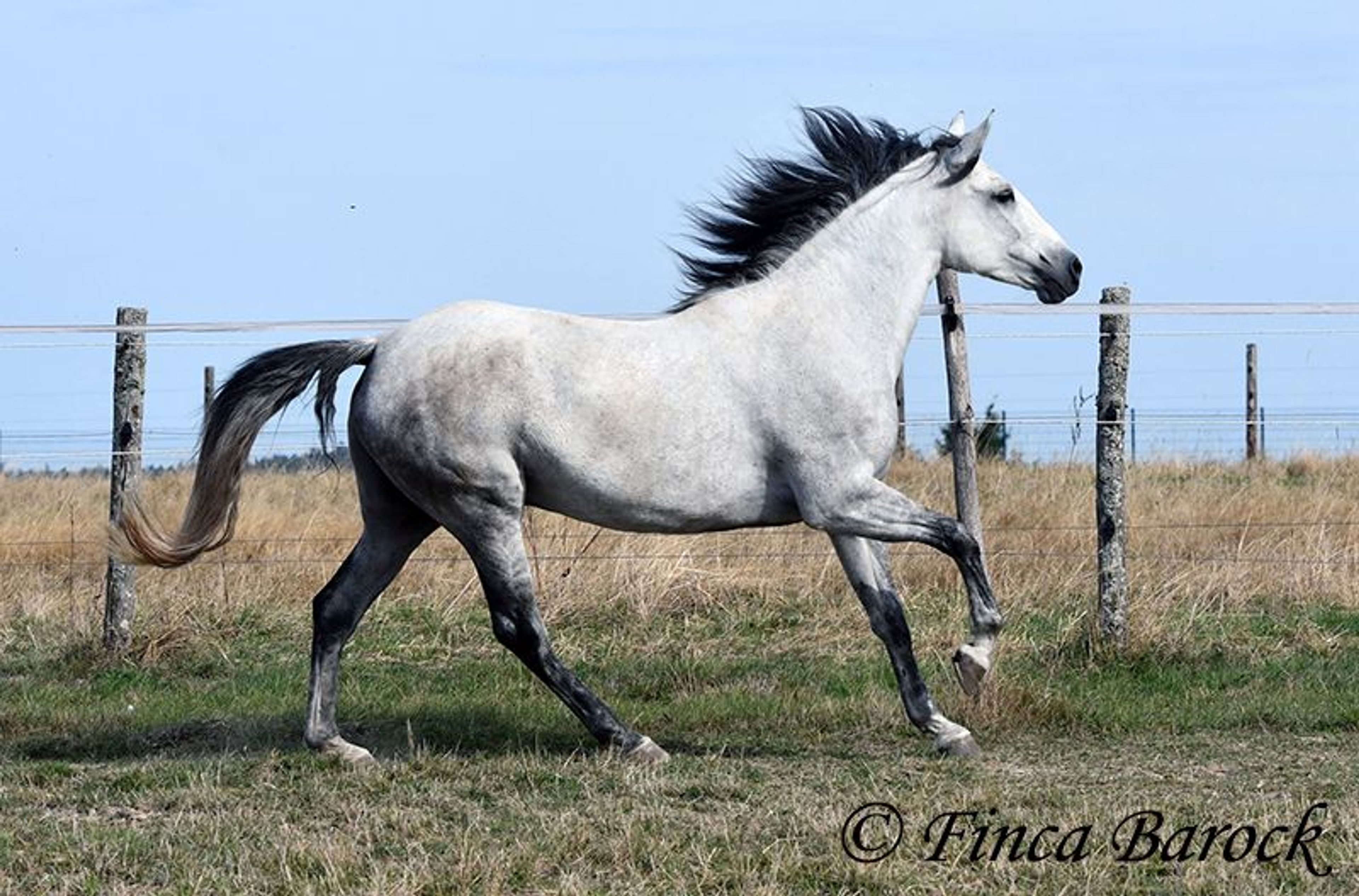 Trail-experienced Andalusian mare with comfortable gaits. - Image 6
