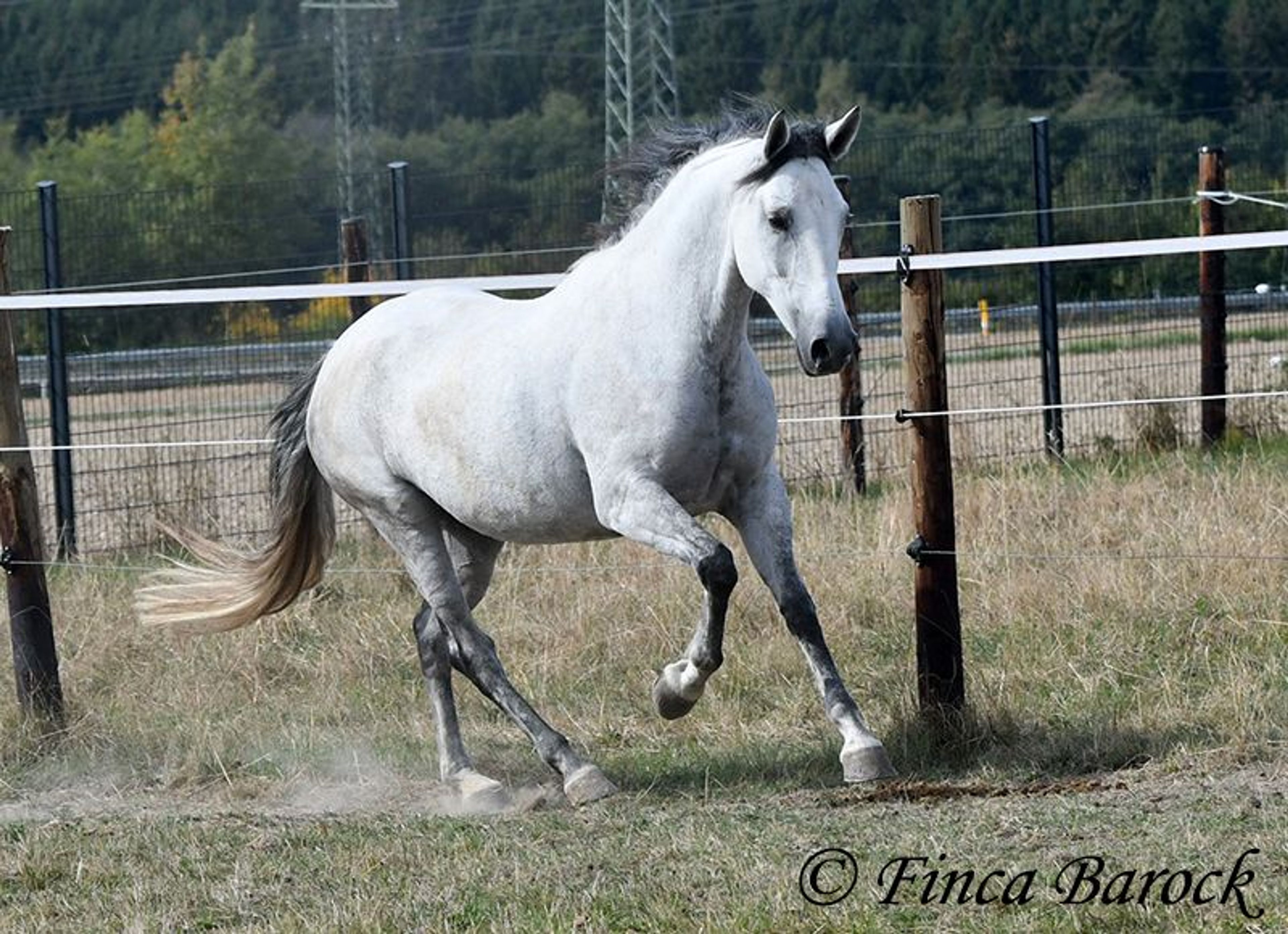 Trail-experienced Andalusian mare with comfortable gaits. - Image 7