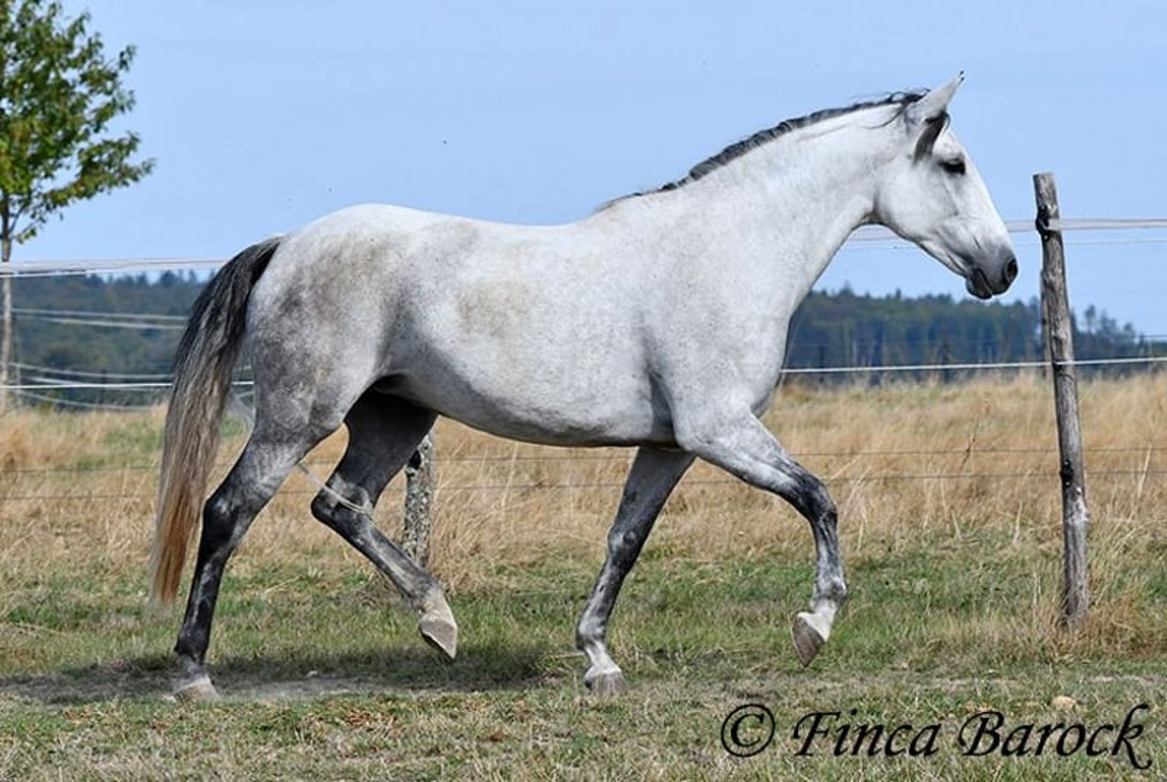 Trail-experienced Andalusian mare with comfortable gaits. - Image 8
