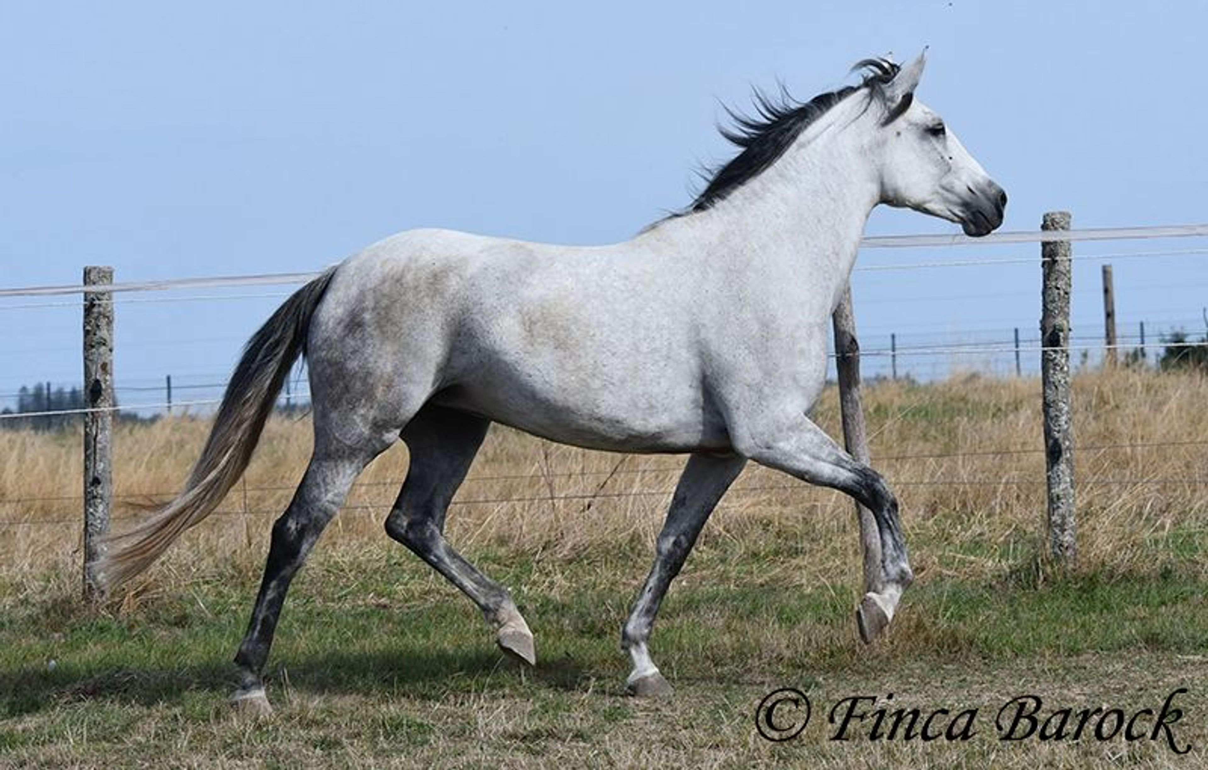 Trail-experienced Andalusian mare with comfortable gaits. - Image 9