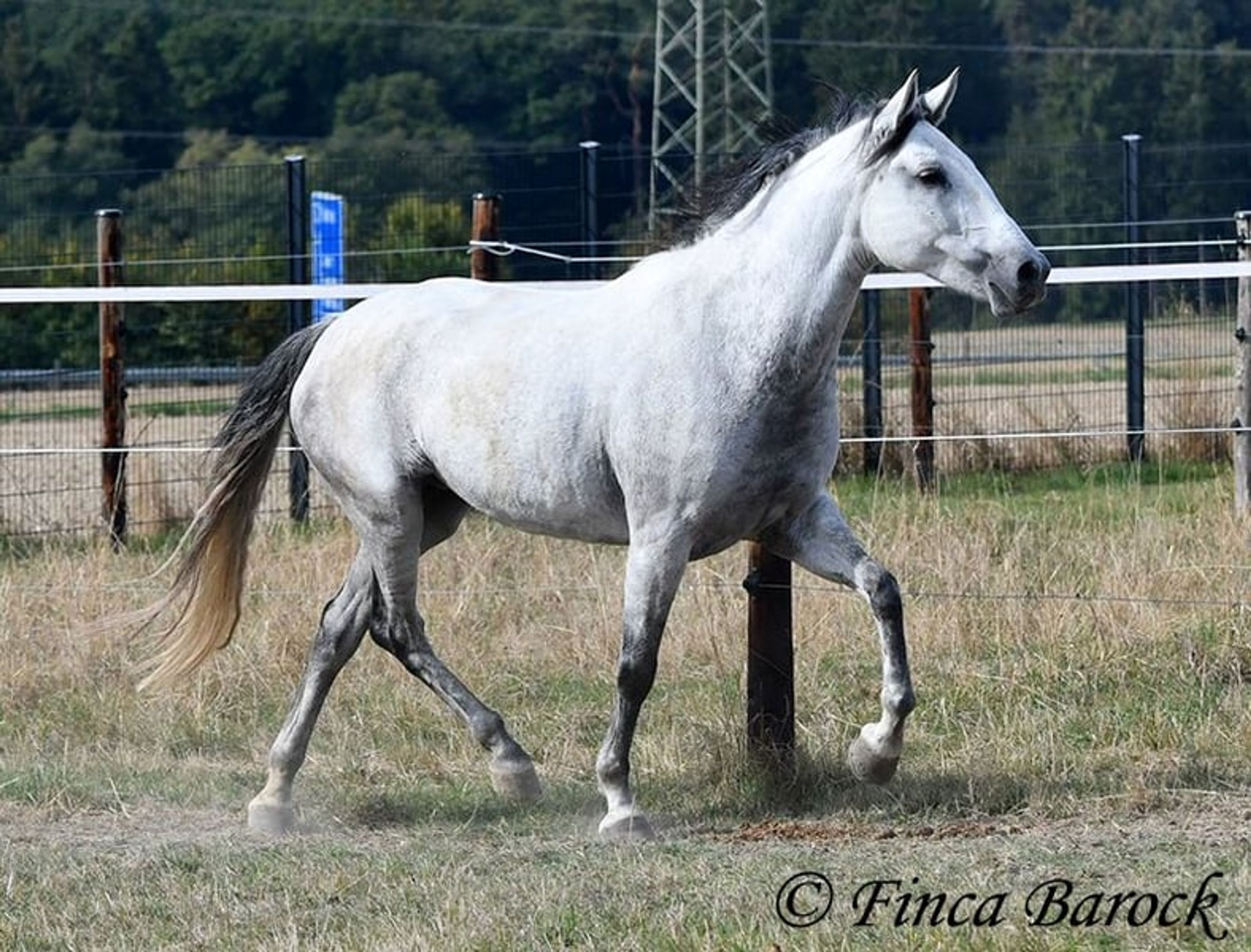 Trail-experienced Andalusian mare with comfortable gaits. - Image 10