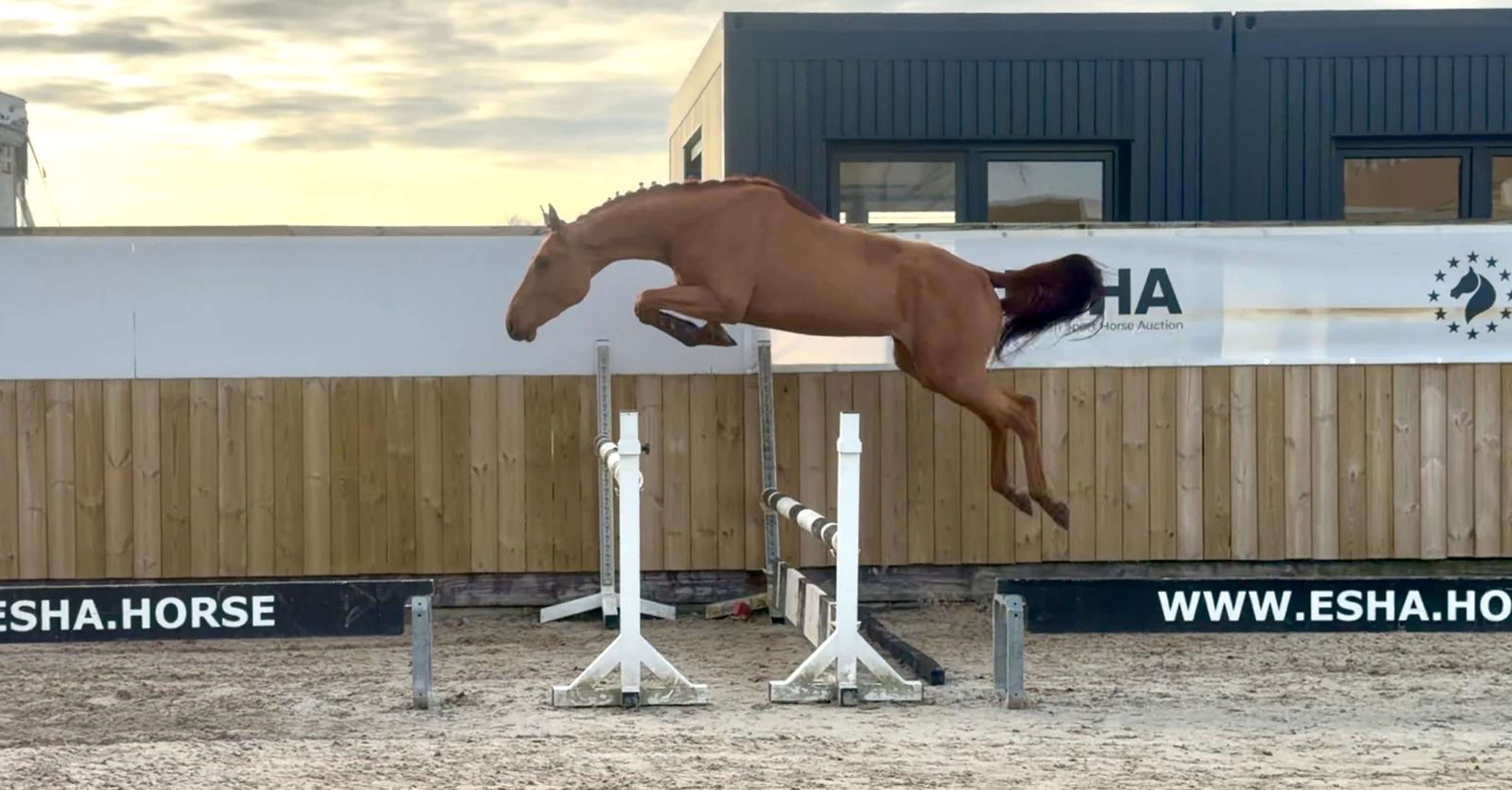 Galoubet  ☆ (GORBATCHOV  x CICERO Z VAN PAEMEL) - Image 1