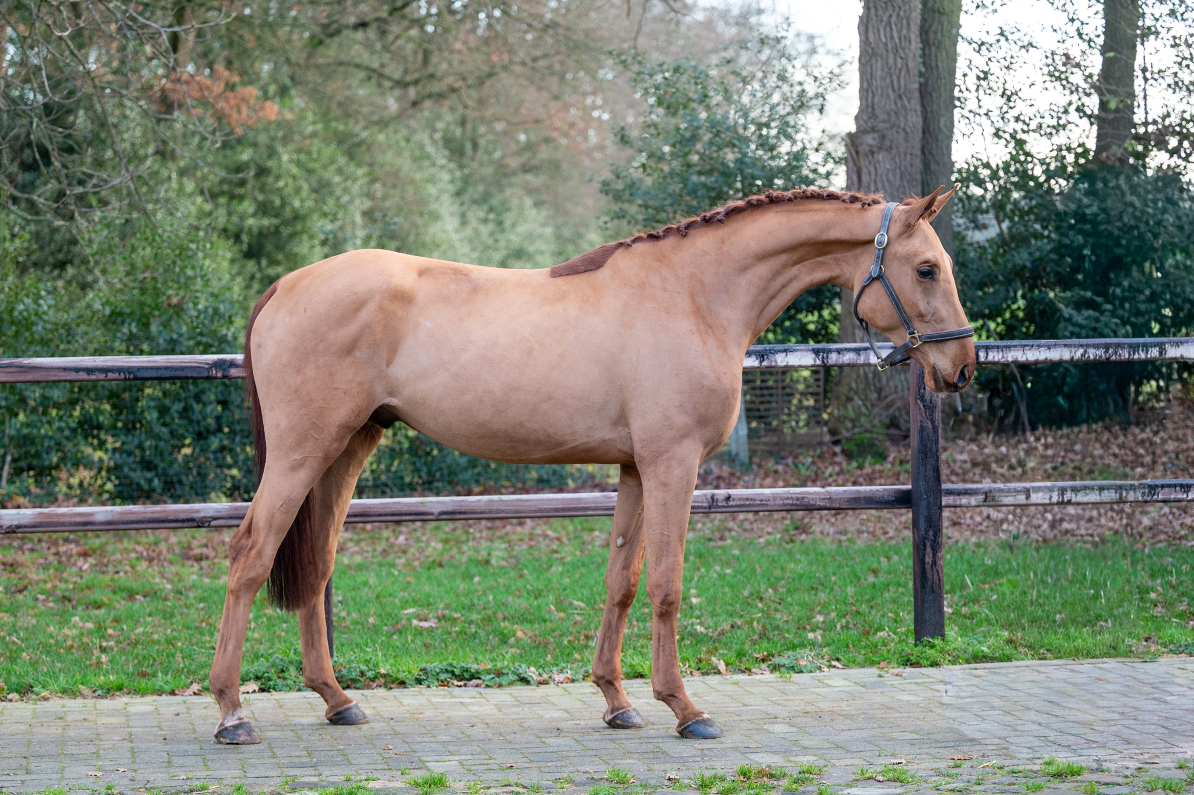 Galoubet  ☆ (GORBATCHOV  x CICERO Z VAN PAEMEL) - Image 5