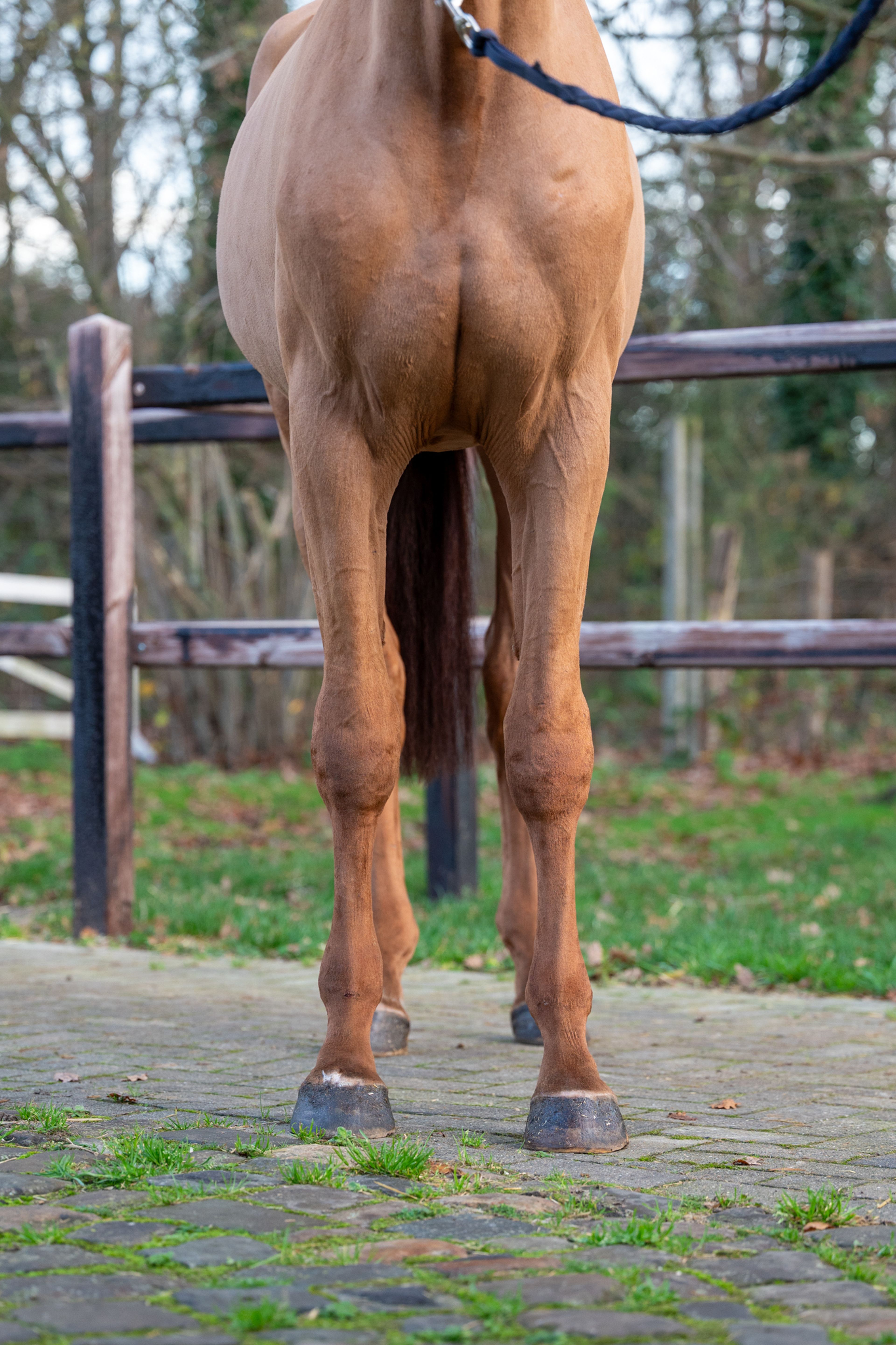 Galoubet  ☆ (GORBATCHOV  x CICERO Z VAN PAEMEL) - Image 8