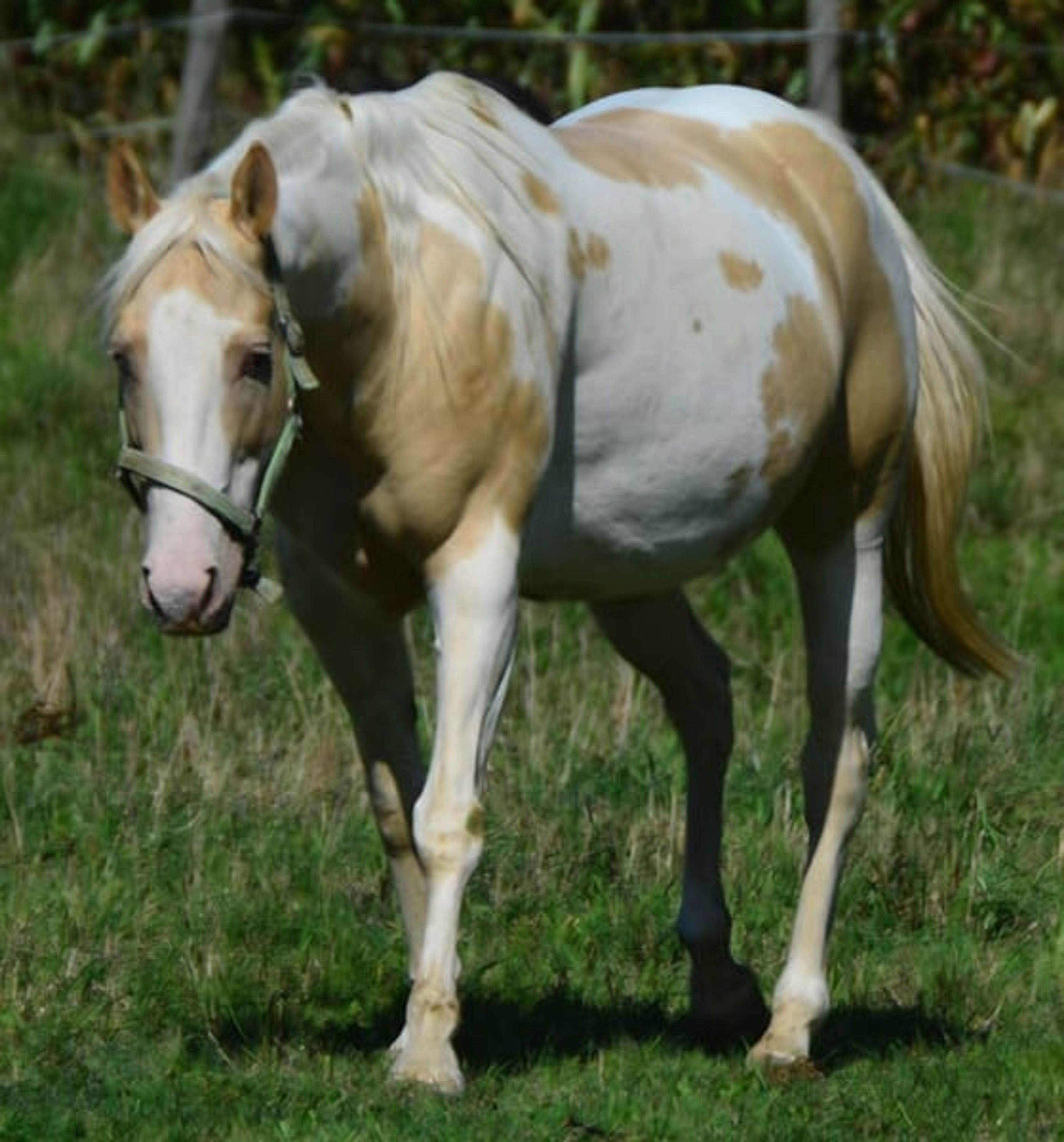 Elite broodmare, purebred Champagne, currently in foal