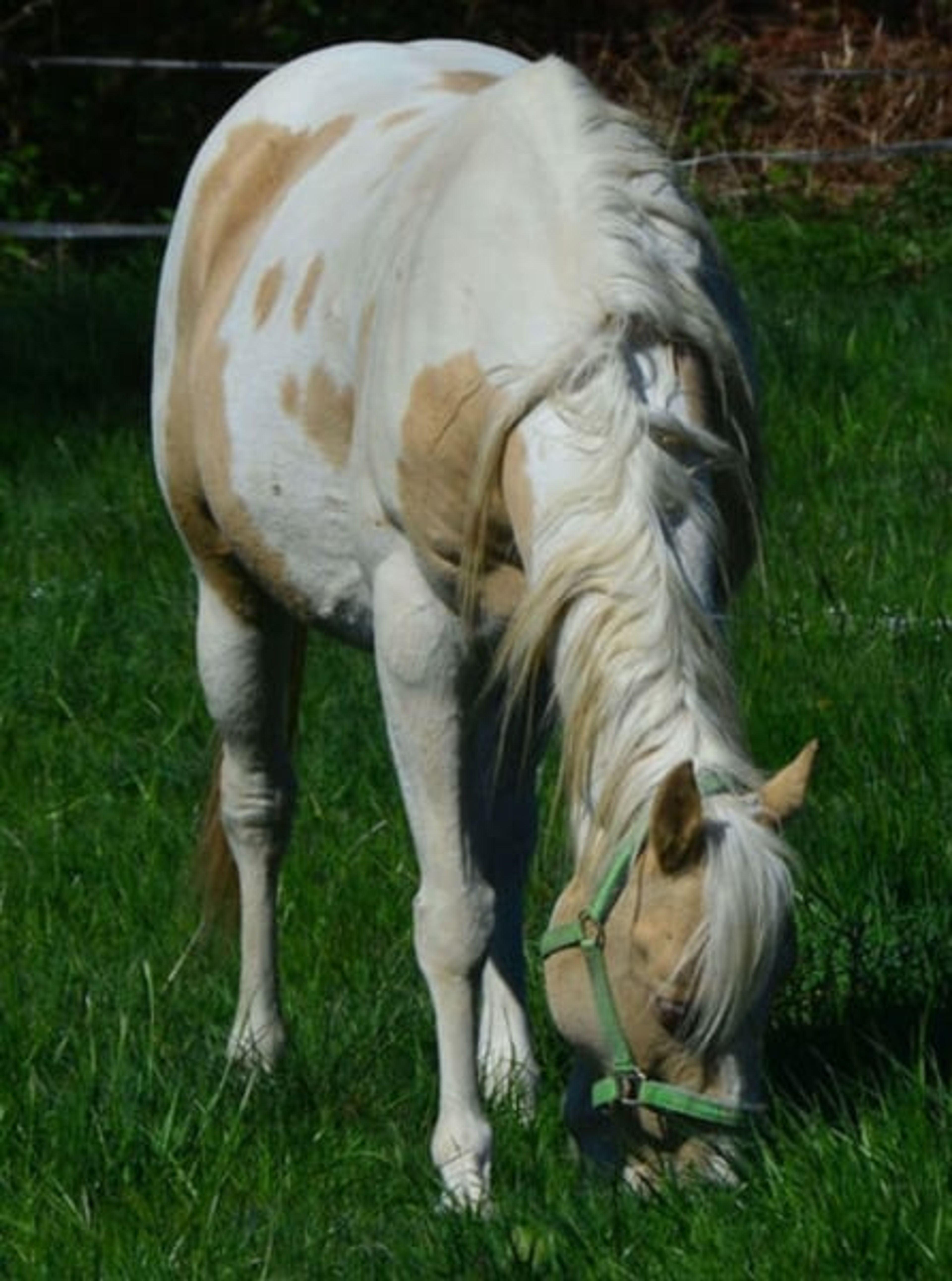 Elite broodmare, purebred Champagne, currently in foal - Image 2