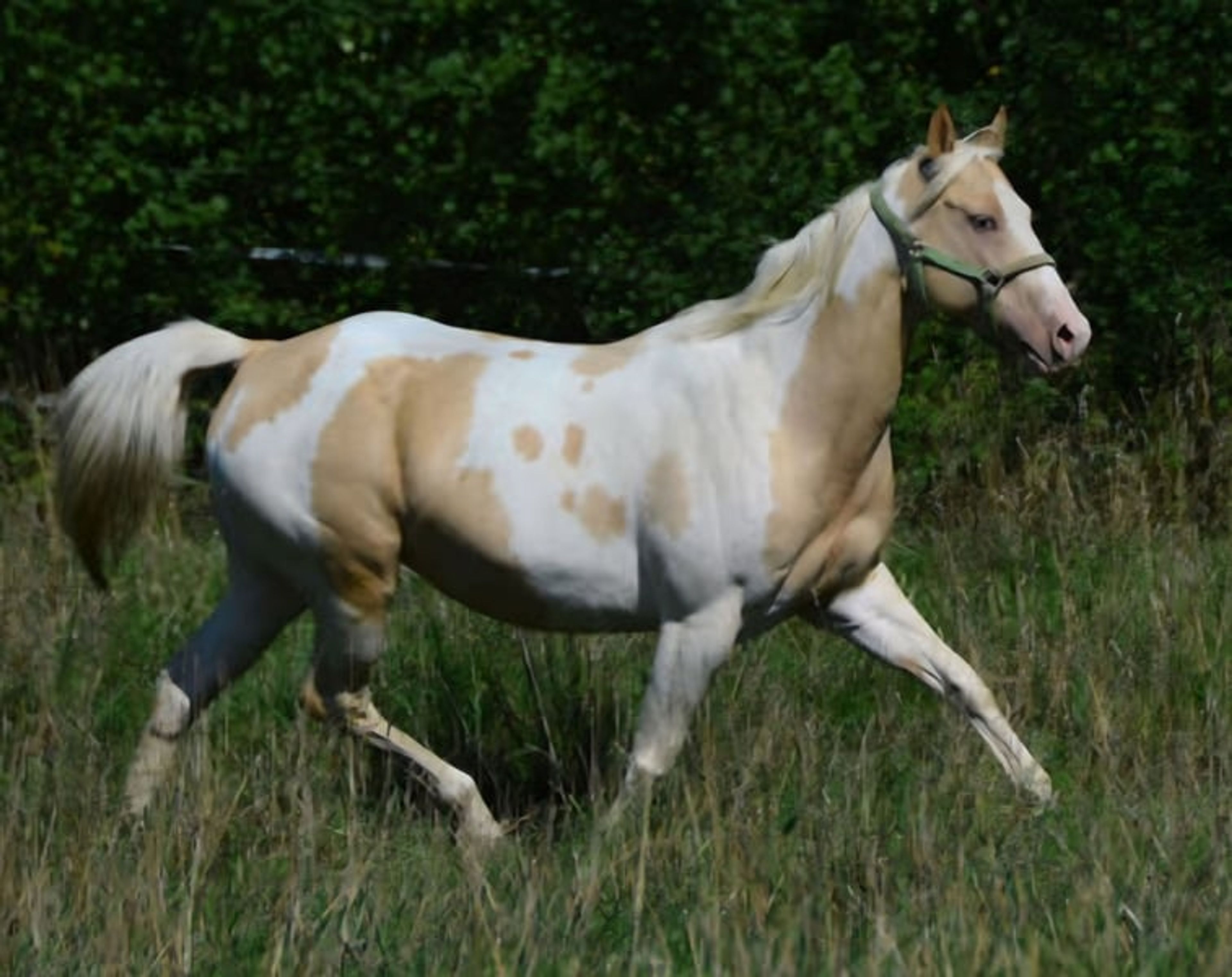 Elite broodmare, purebred Champagne, currently in foal - Image 3