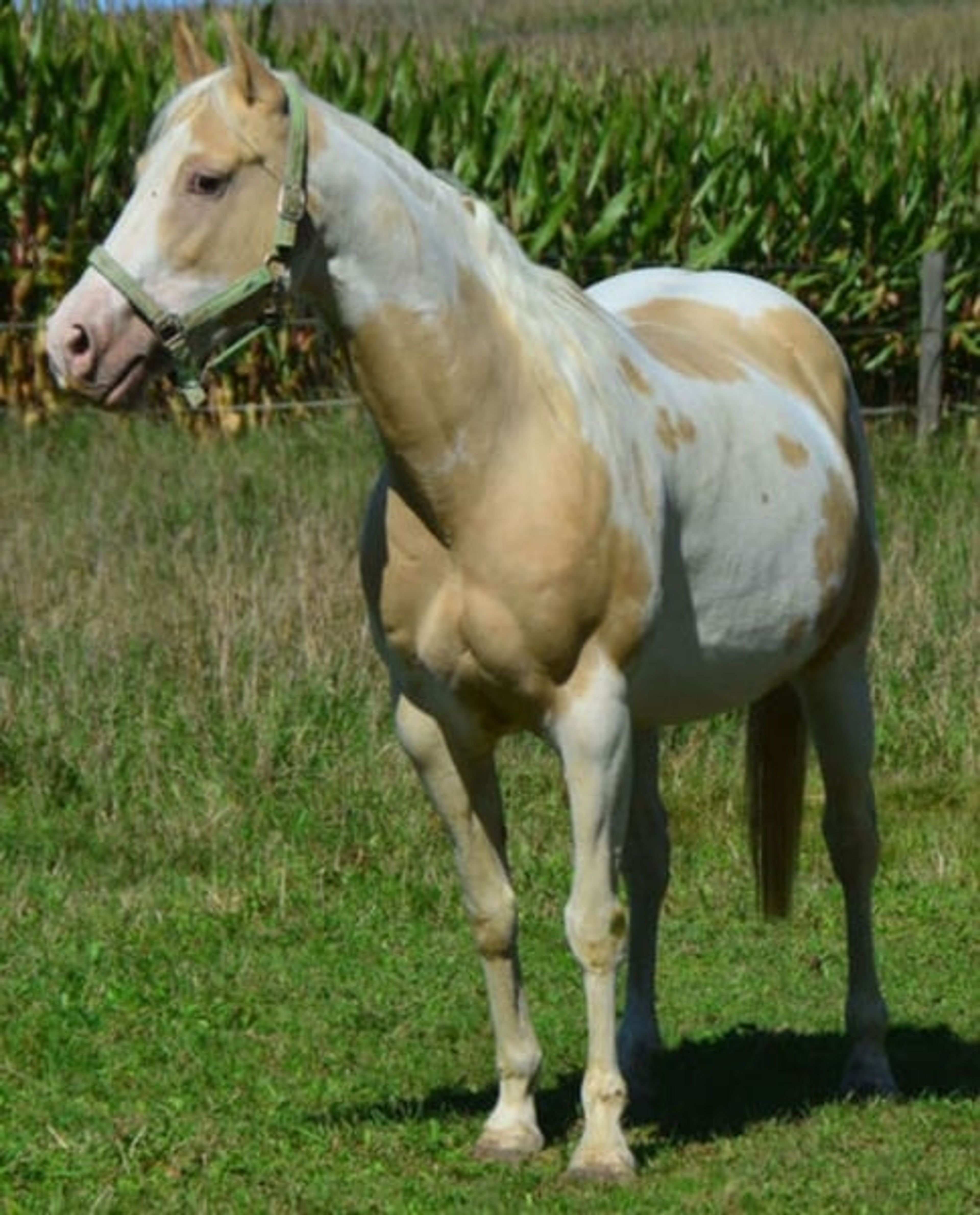 Elite broodmare, purebred Champagne, currently in foal - Image 4