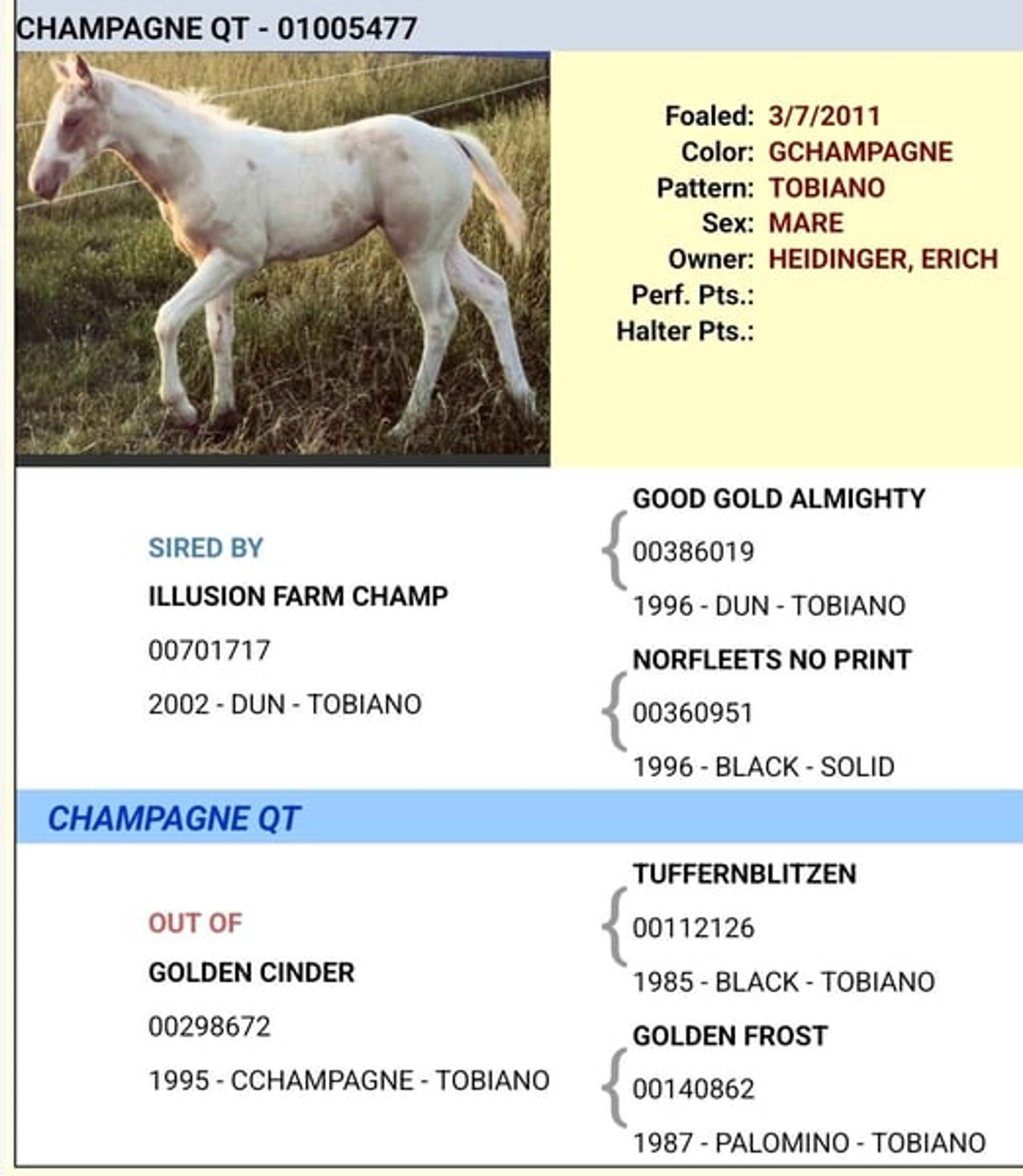 Elite broodmare, purebred Champagne, currently in foal - Image 5
