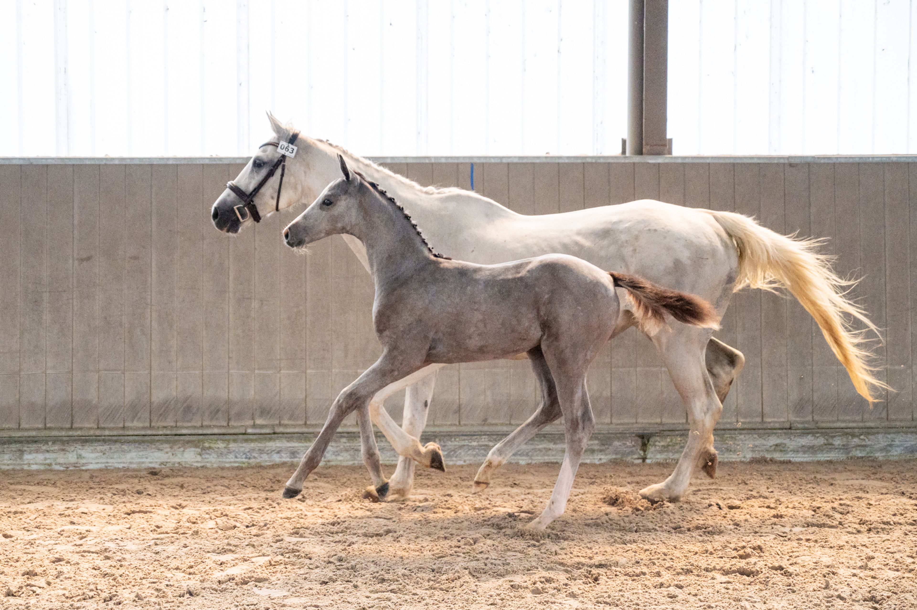Diablo van Hof ter Linde (BREEMEERSEN DIAMOND x CORLAND) - Image 2