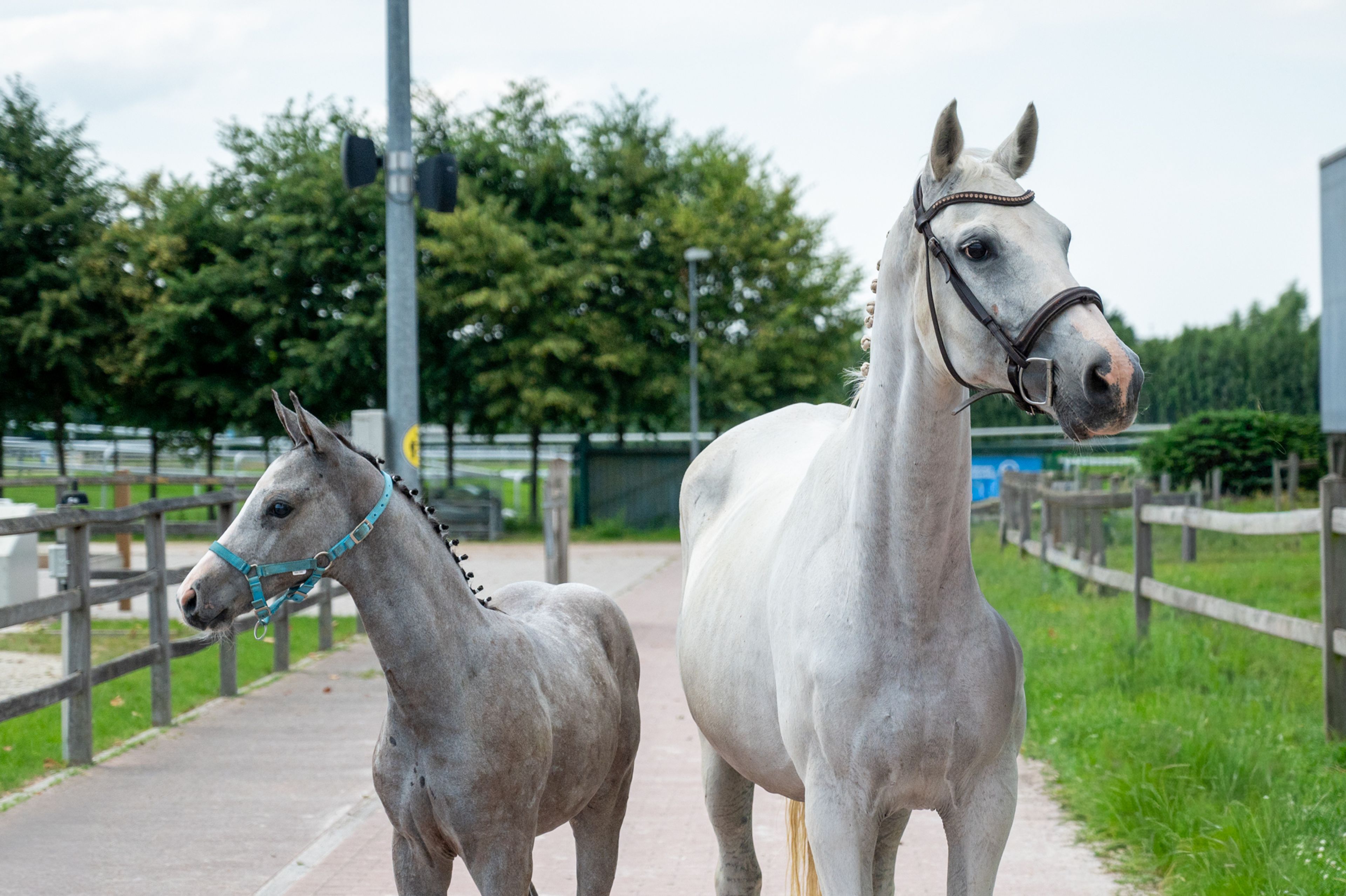 Diablo van Hof ter Linde (BREEMEERSEN DIAMOND x CORLAND) - Image 3