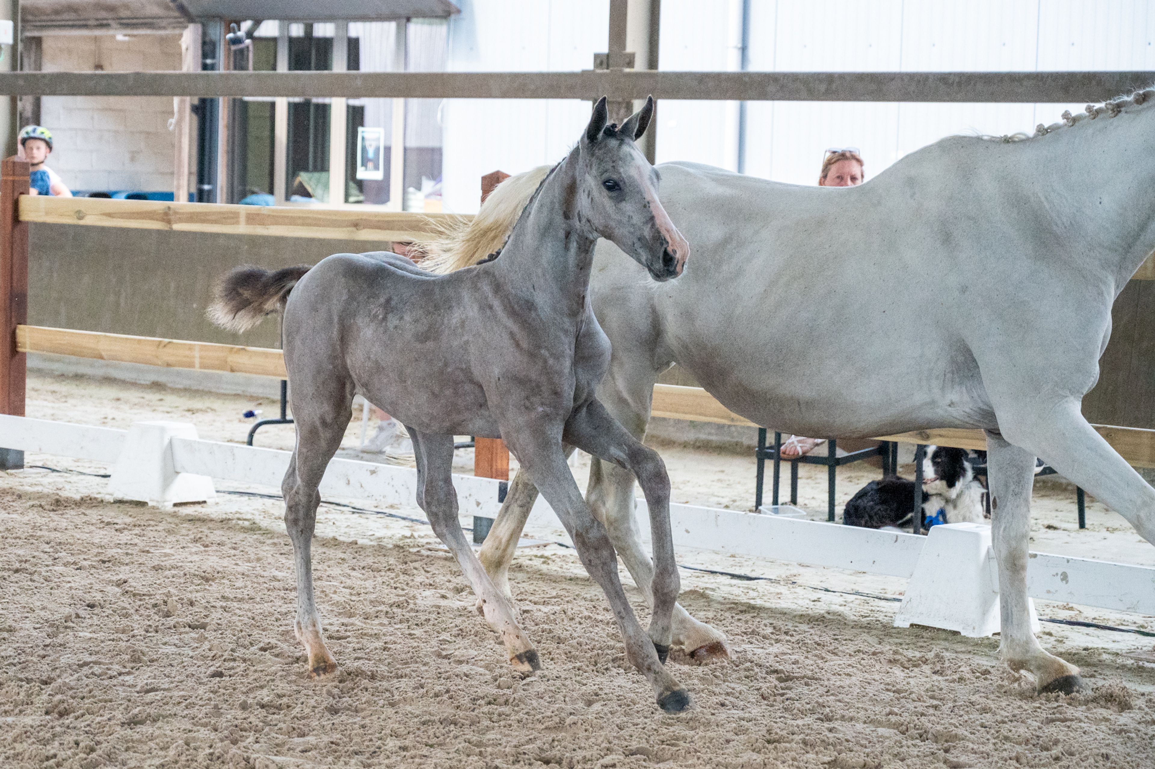 Diablo van Hof ter Linde (BREEMEERSEN DIAMOND x CORLAND) - Image 7
