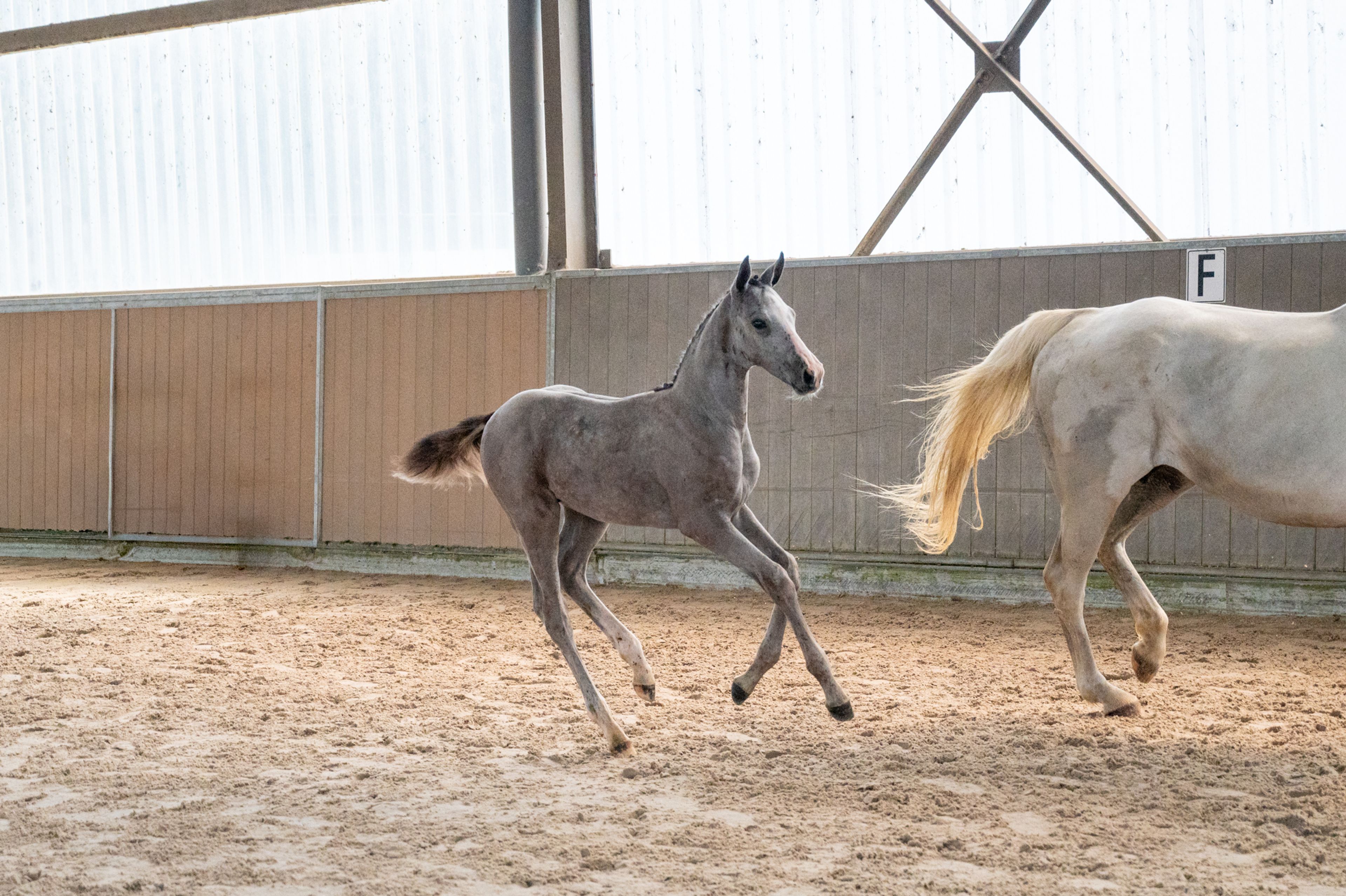 Diablo van Hof ter Linde (BREEMEERSEN DIAMOND x CORLAND) - Image 8