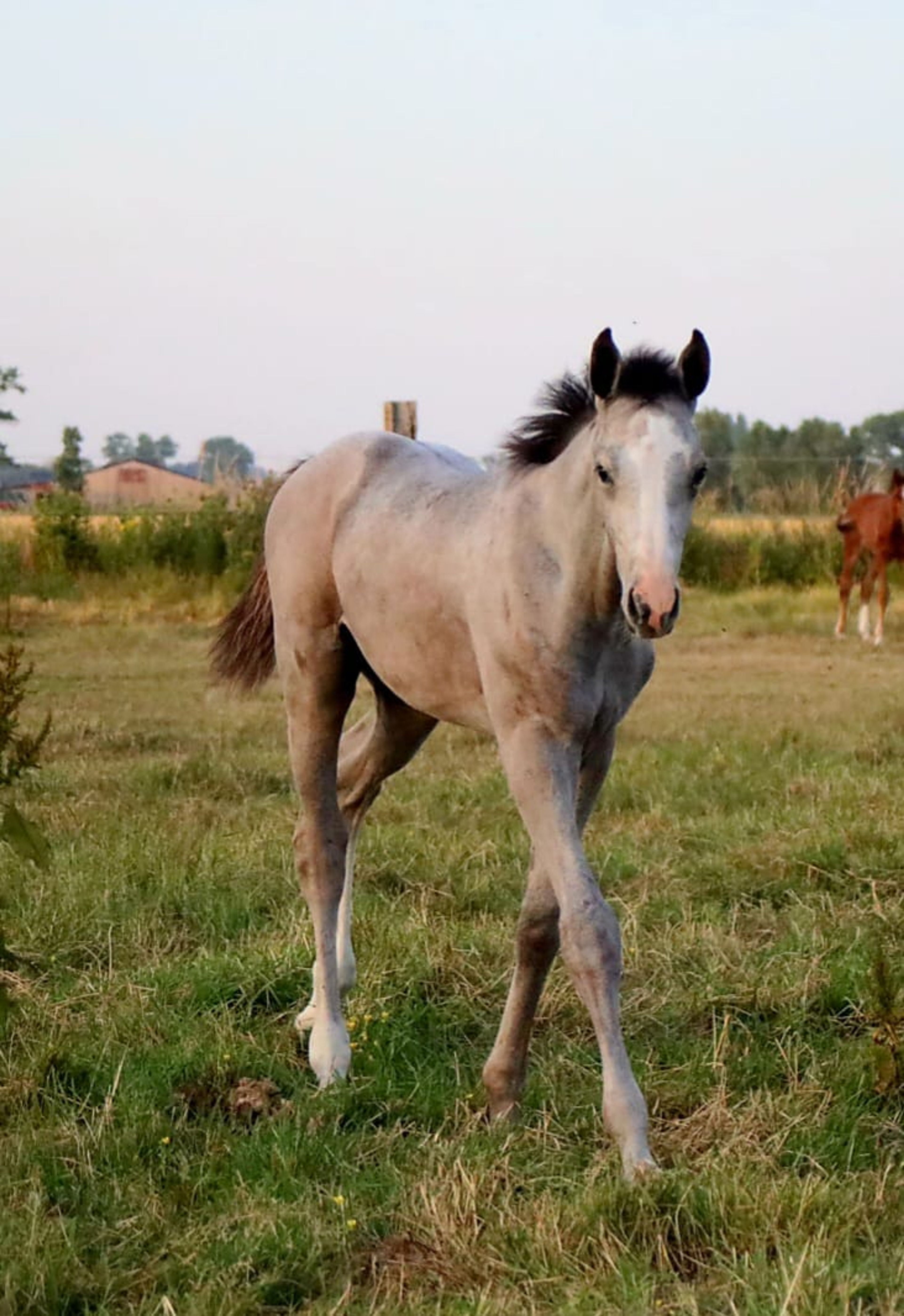 Diablo van Hof ter Linde (BREEMEERSEN DIAMOND x CORLAND) - Image 13