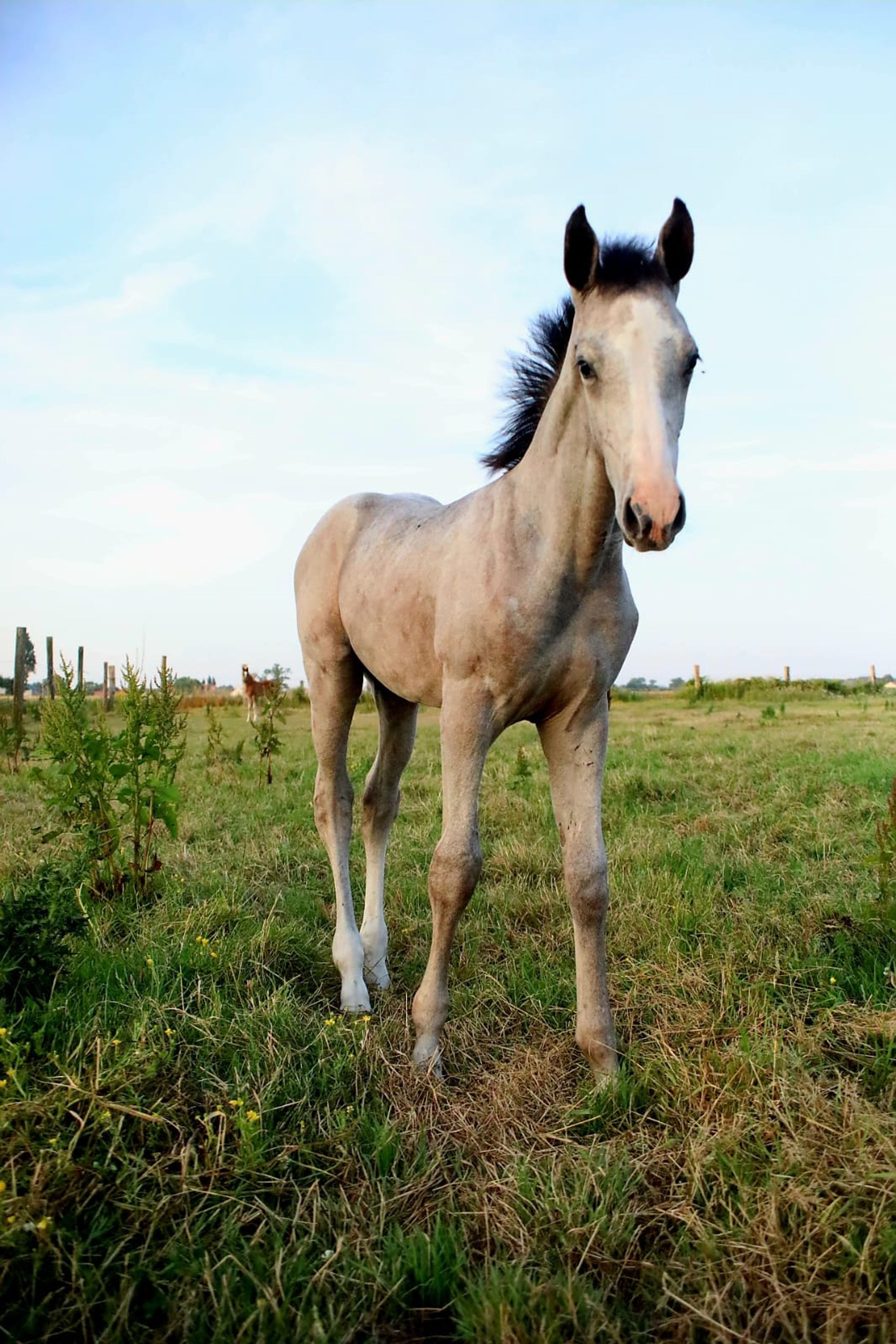 Diablo van Hof ter Linde (BREEMEERSEN DIAMOND x CORLAND) - Image 15