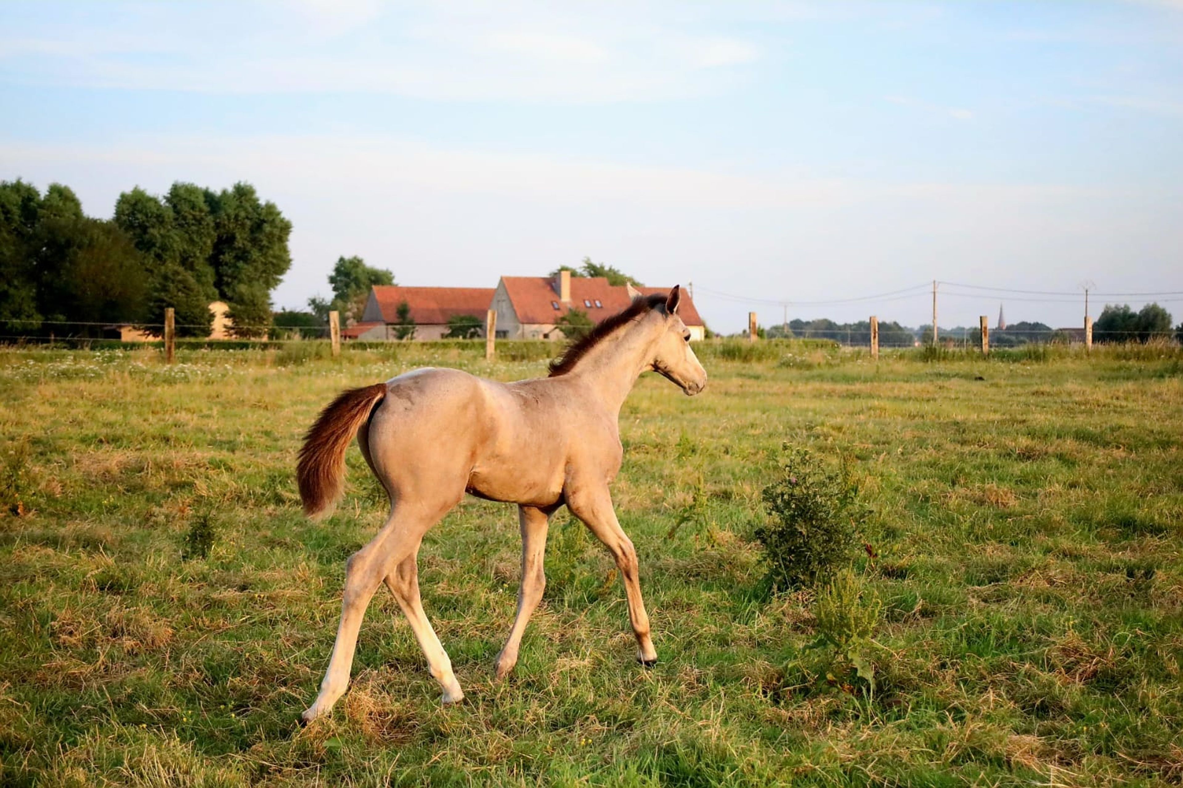 Diablo van Hof ter Linde (BREEMEERSEN DIAMOND x CORLAND) - Image 16