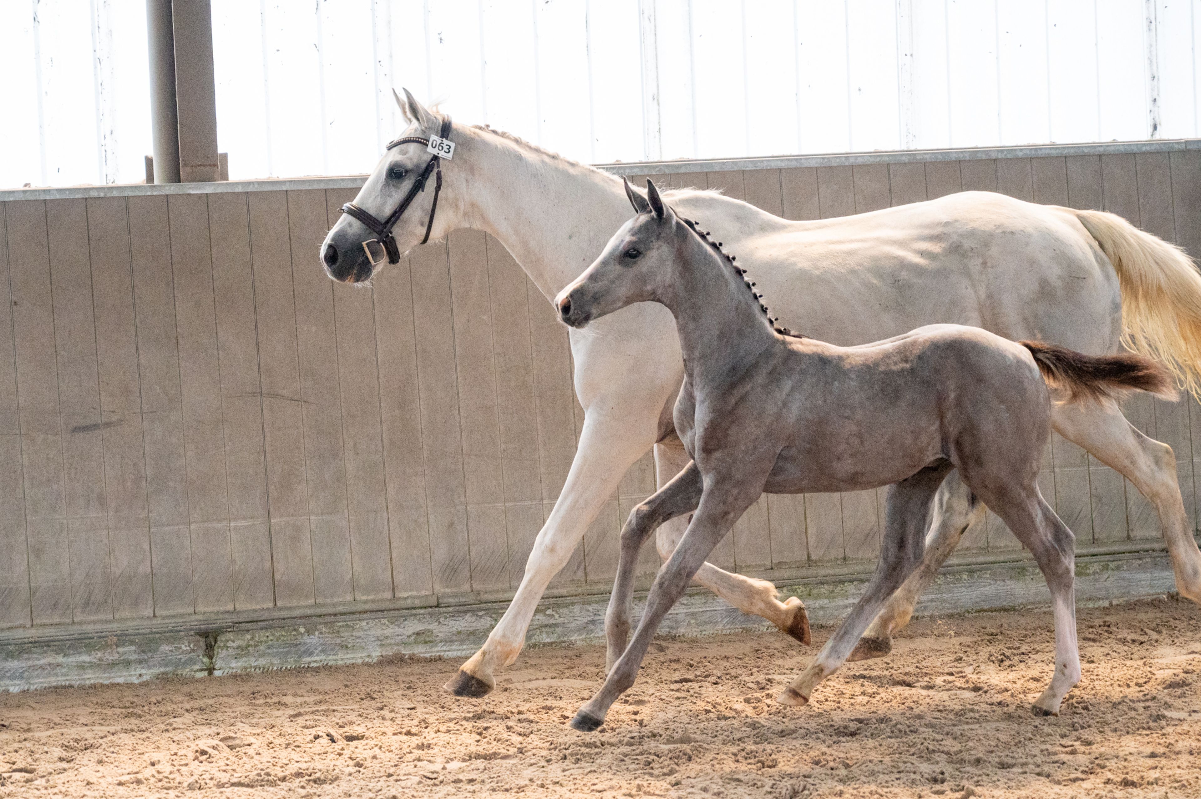 Diablo van Hof ter Linde (BREEMEERSEN DIAMOND x CORLAND) - Image 17