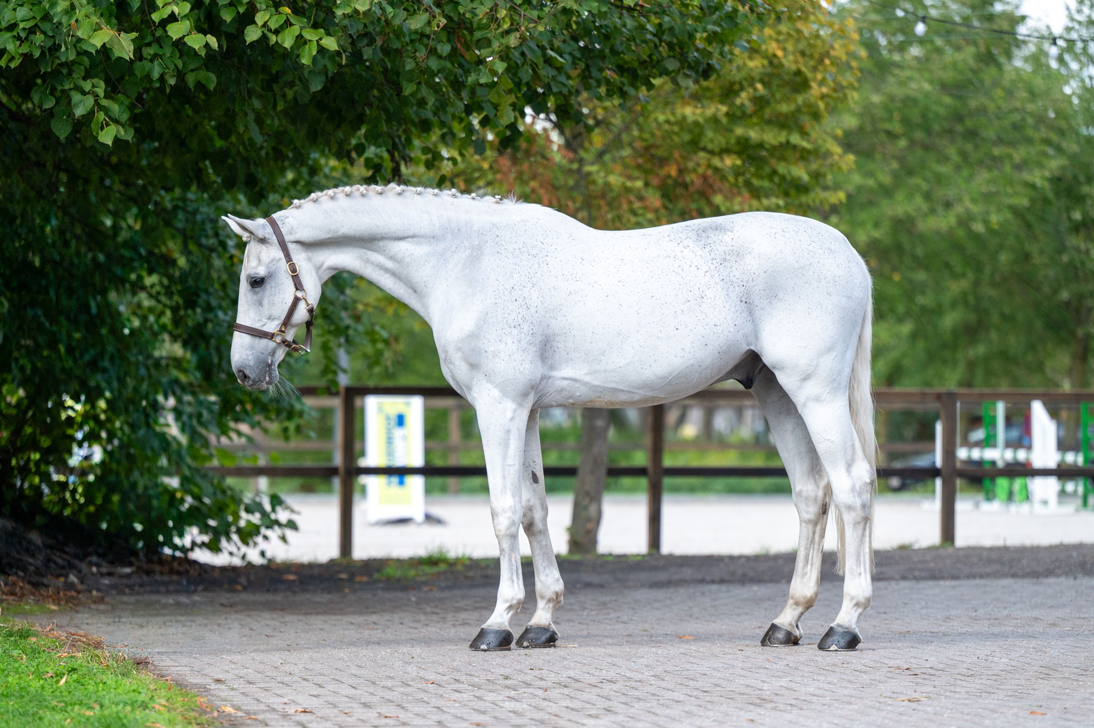 Maserati Quality (CARTHAGO x CORIANO) - Image 1