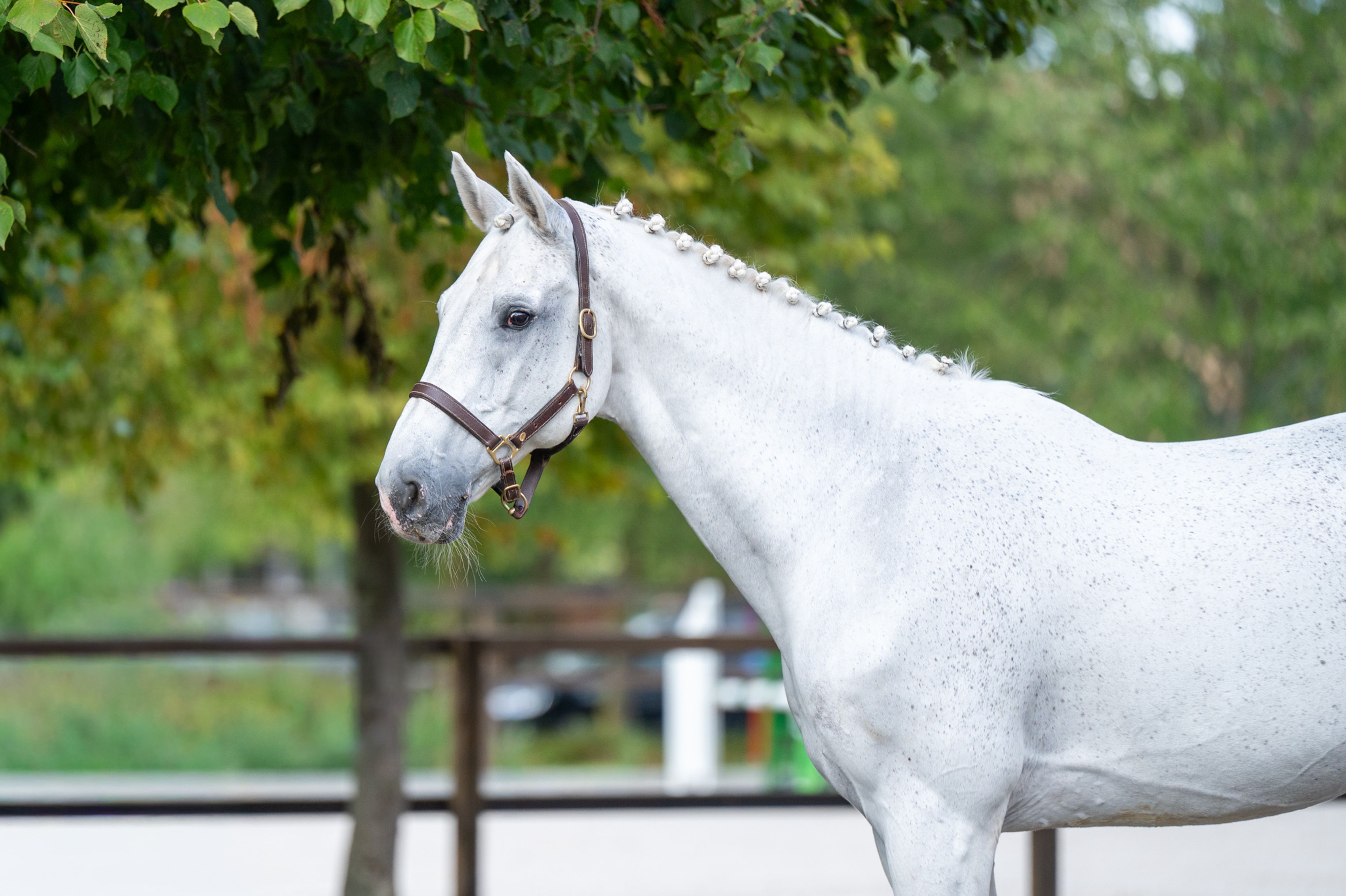 Maserati Quality (CARTHAGO x CORIANO) - Image 3