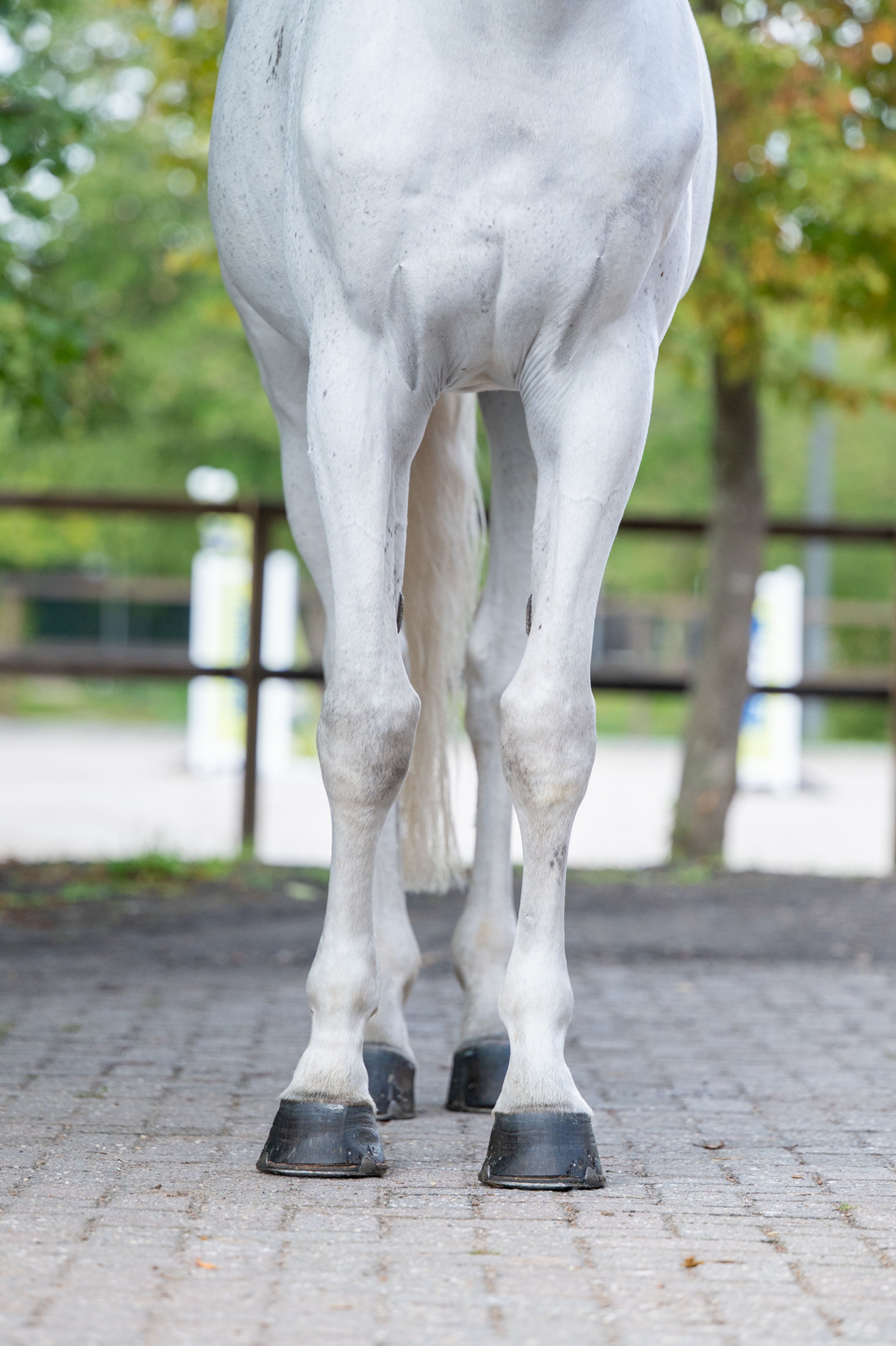 Maserati Quality (CARTHAGO x CORIANO) - Image 6