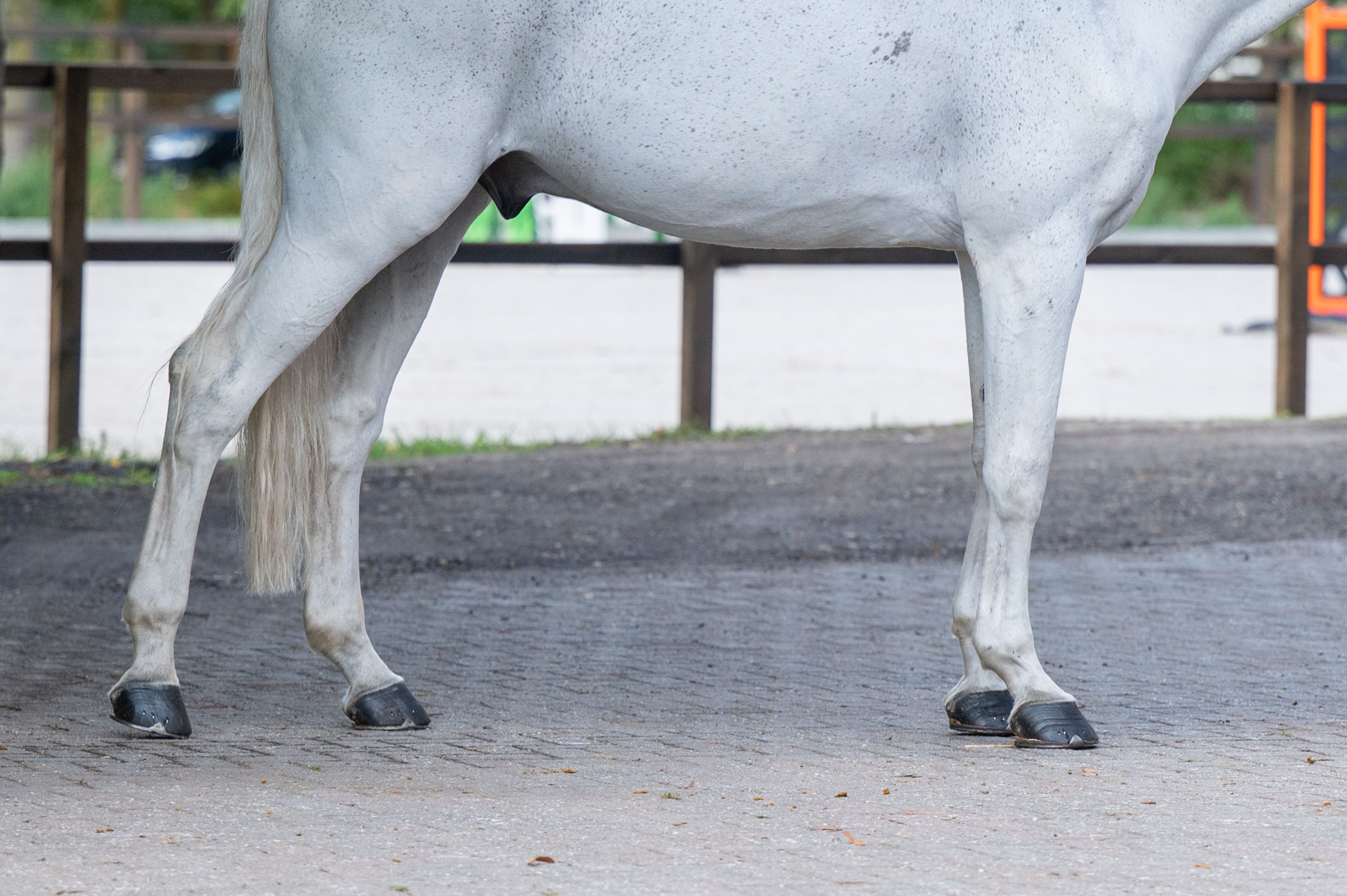 Maserati Quality (CARTHAGO x CORIANO) - Image 8