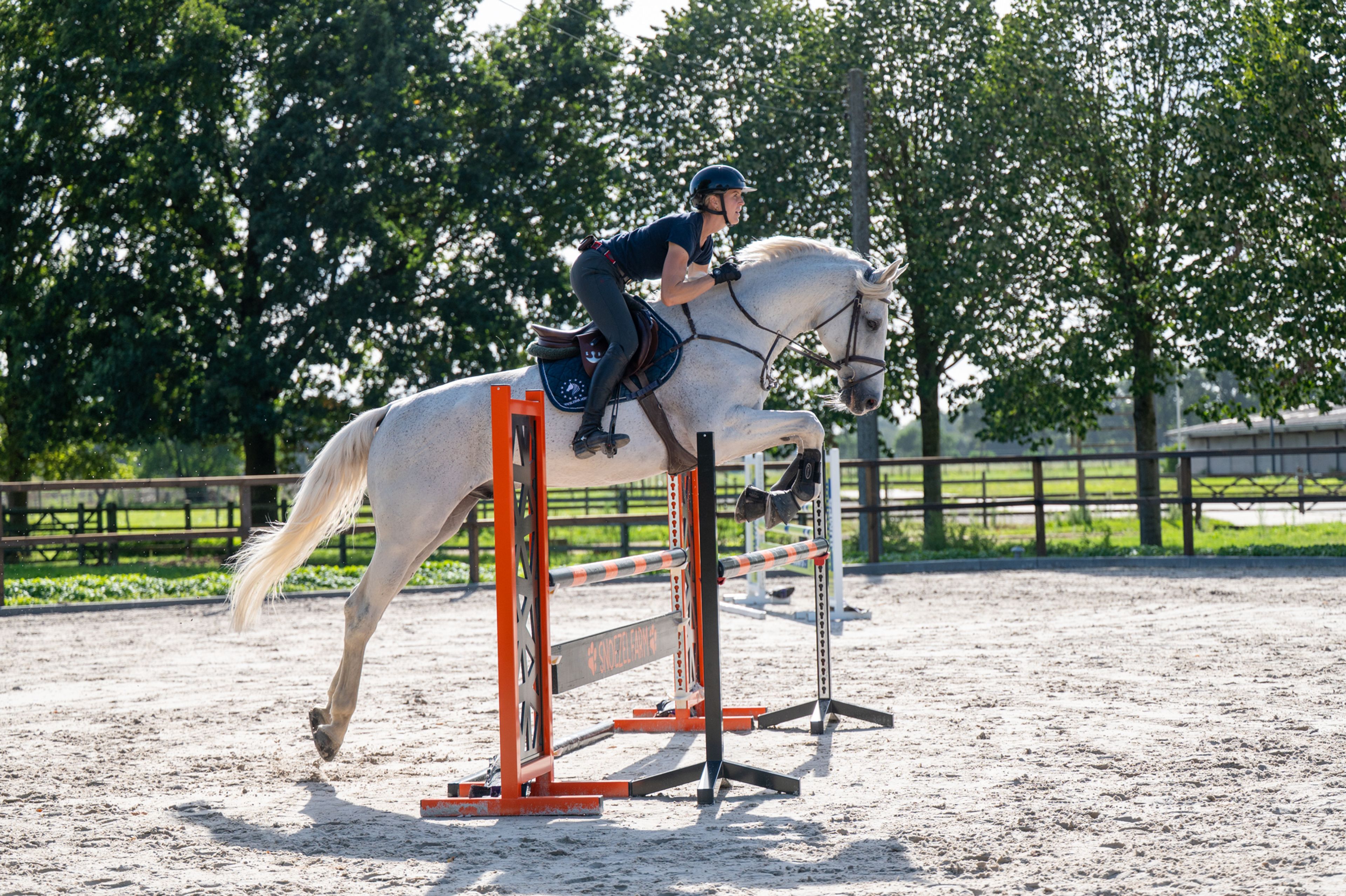 Maserati Quality (CARTHAGO x CORIANO) - Image 3