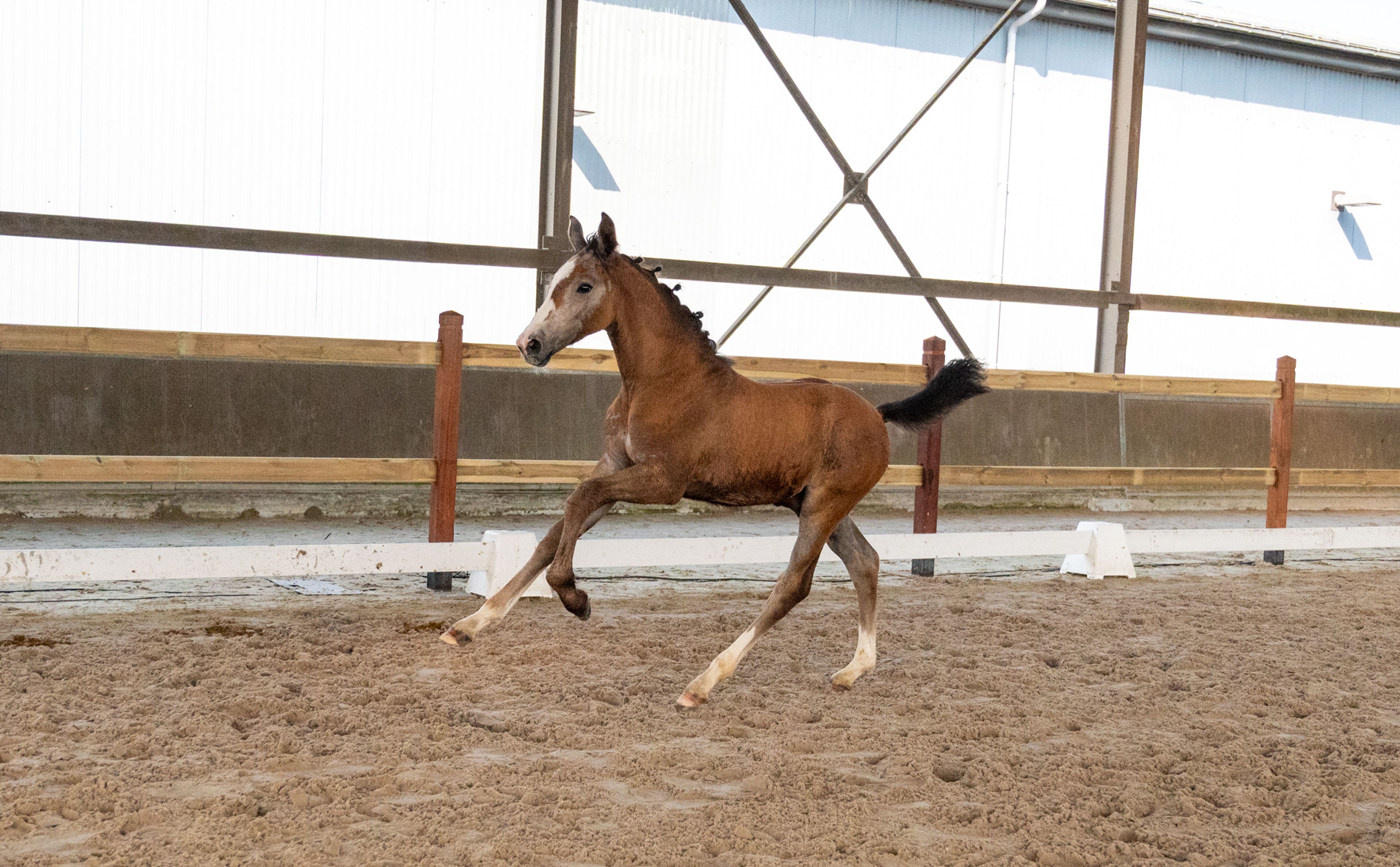 Dundee LN (URANUS VAN'T ZORGVLIET x CHIPPENDALE Z) - Image 1
