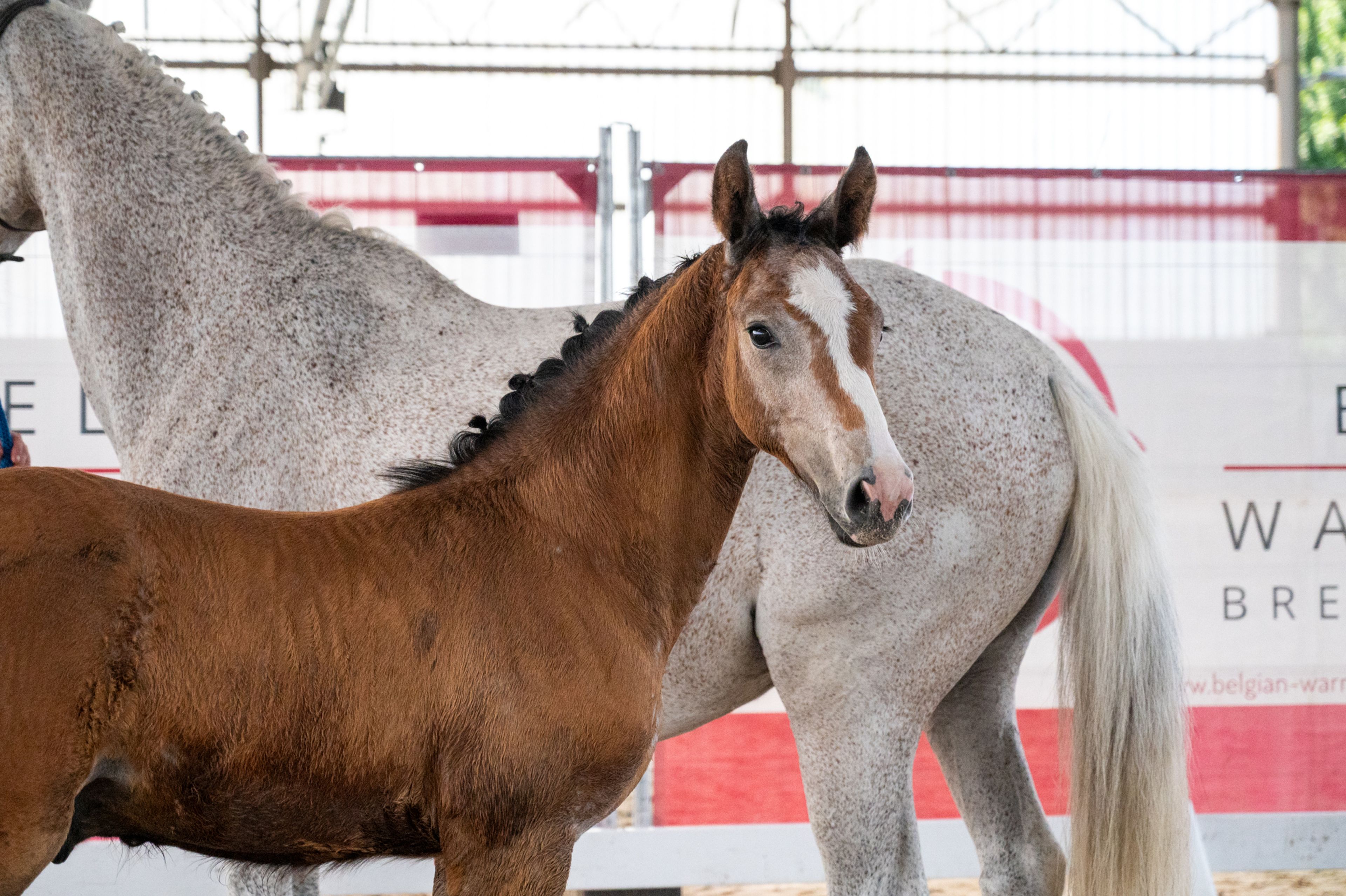 Dundee LN (URANUS VAN'T ZORGVLIET x CHIPPENDALE Z) - Image 2