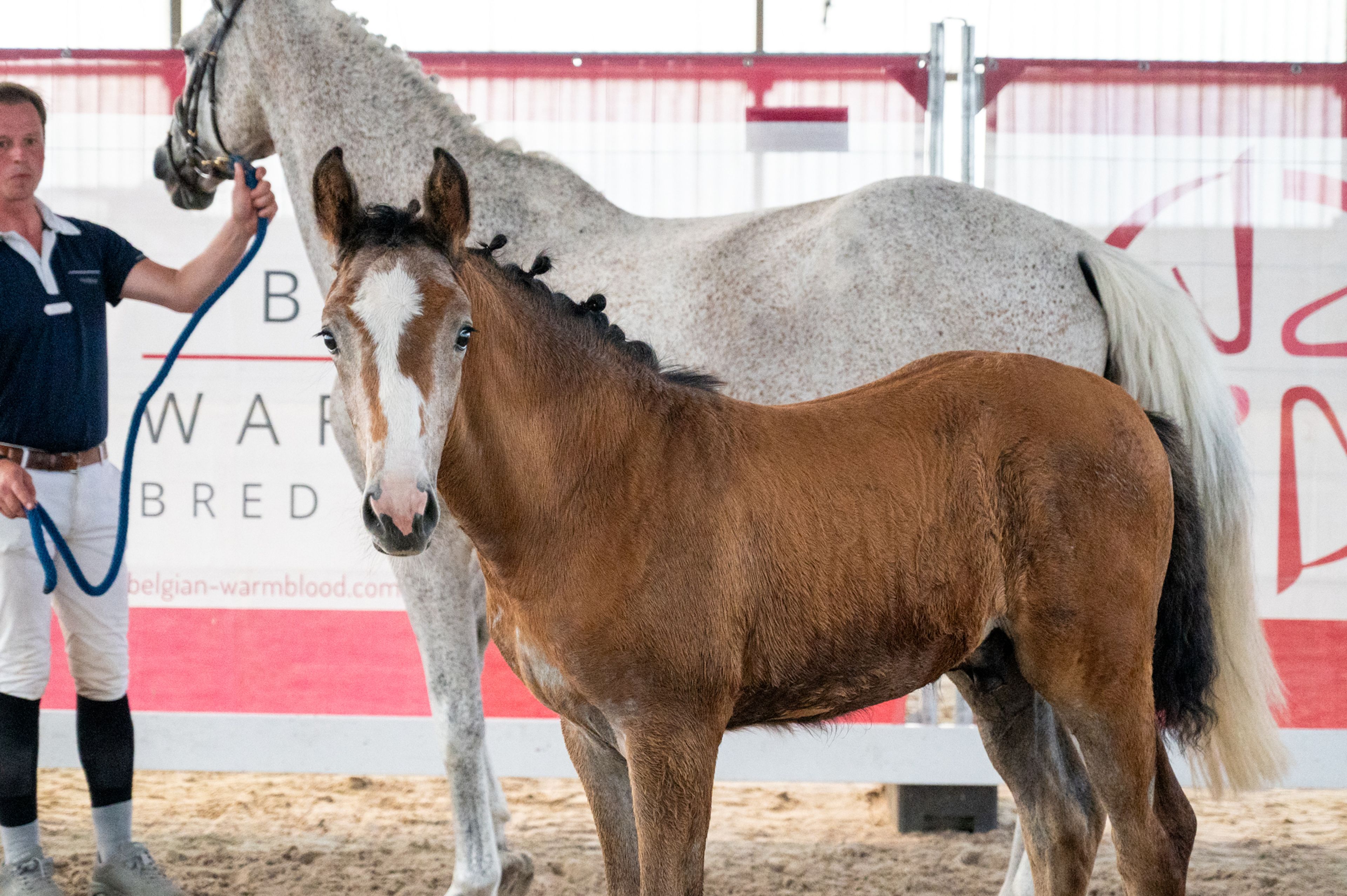 Dundee LN (URANUS VAN'T ZORGVLIET x CHIPPENDALE Z) - Image 7